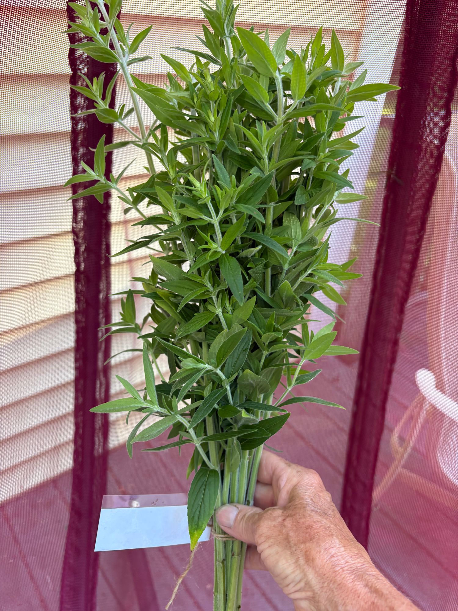 PYCNANTHEMUM pilosum