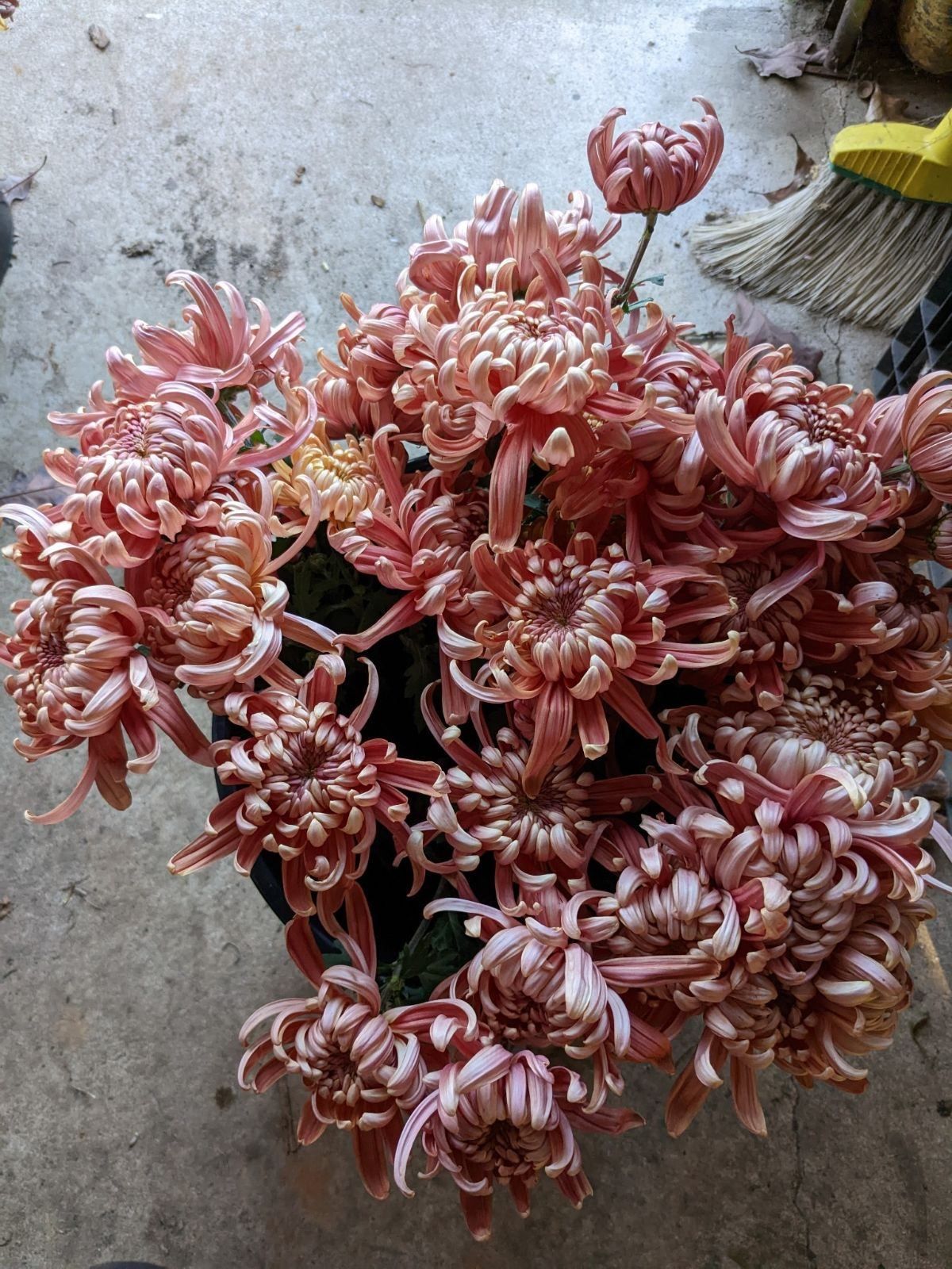 CHRYSANTHEMUM x morifolium River City