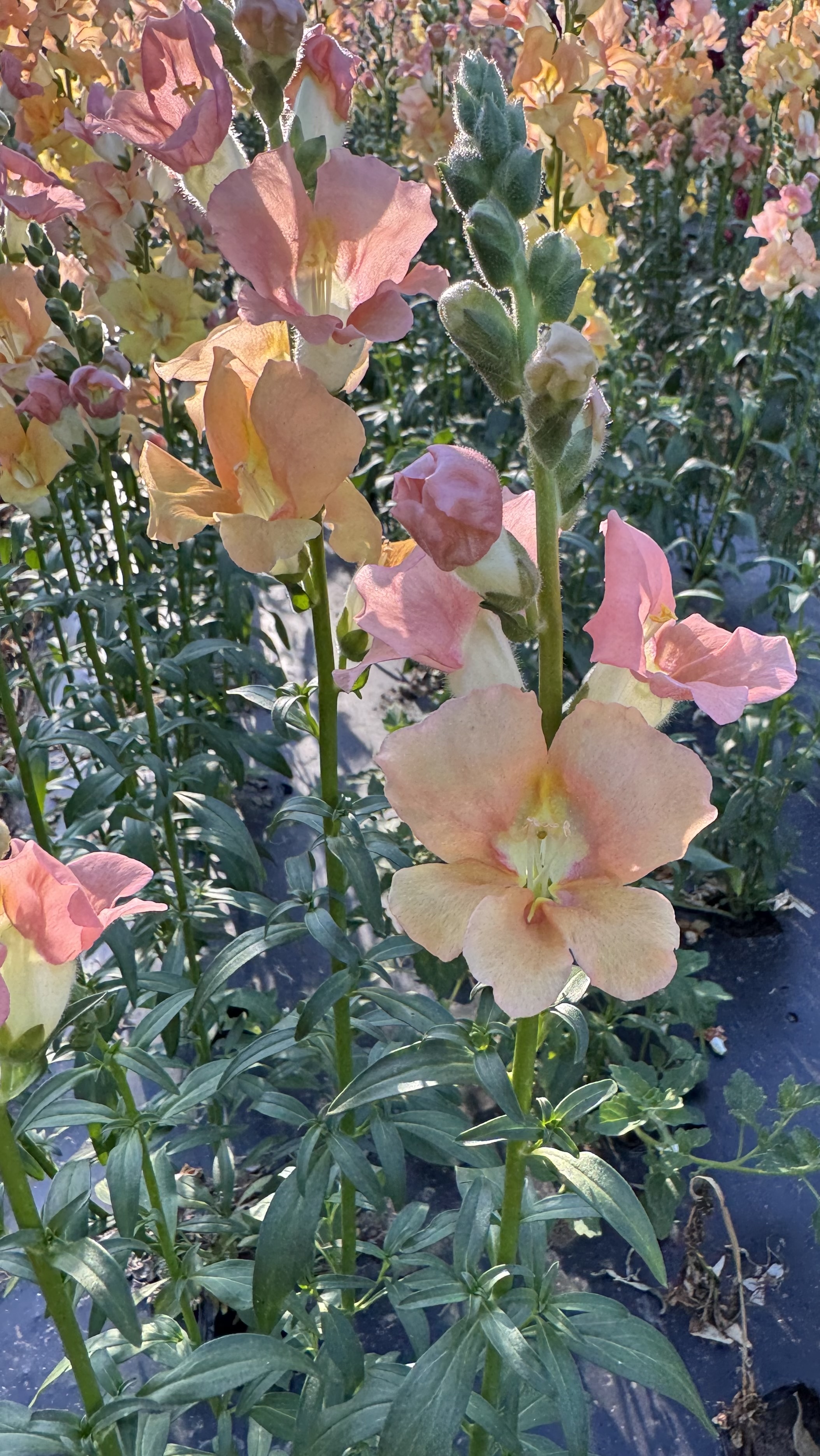 ANTIRRHINUM majus Chantilly Light Salmon