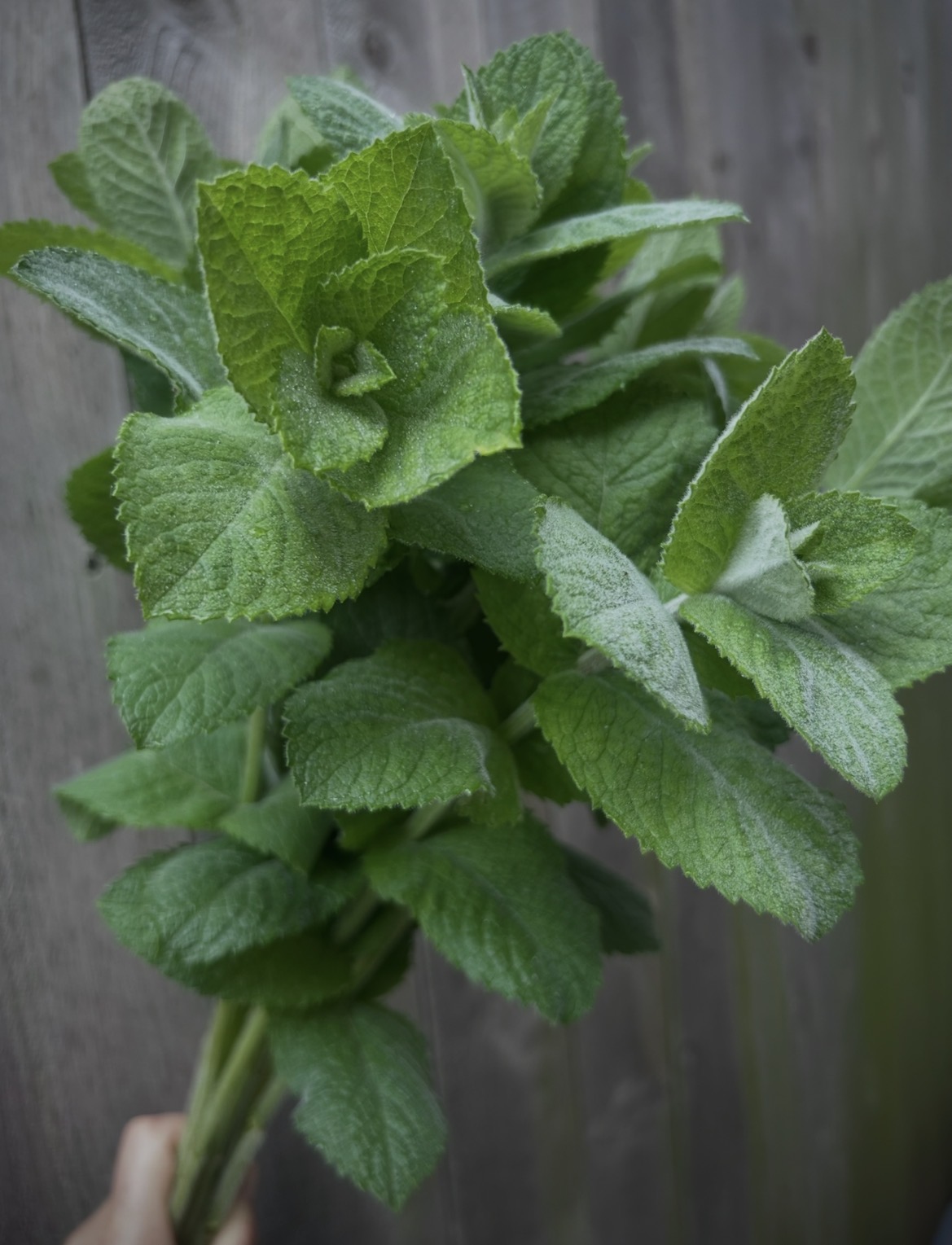 MENTHA suaveolens