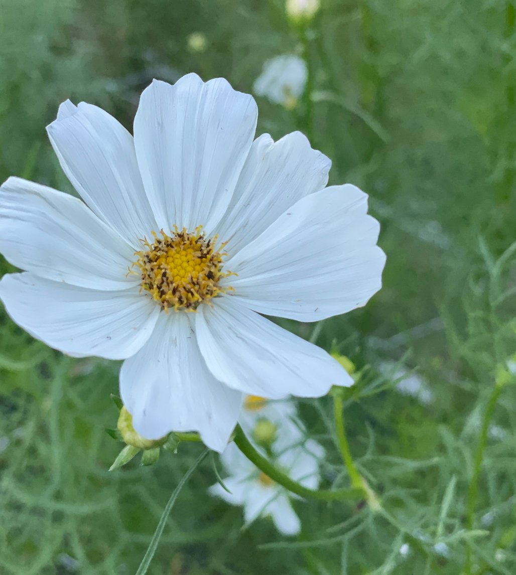 COSMOS bipinnatus Afternoon White