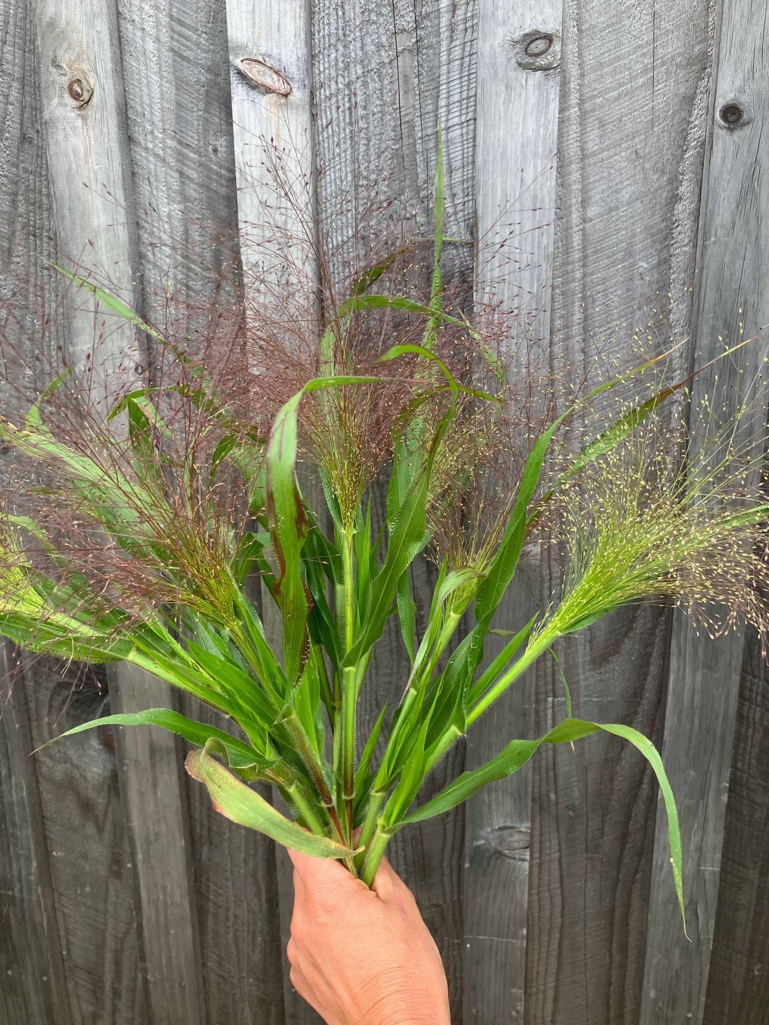 PANICUM elegans