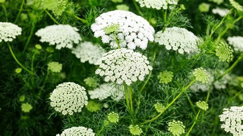 AMMI majus