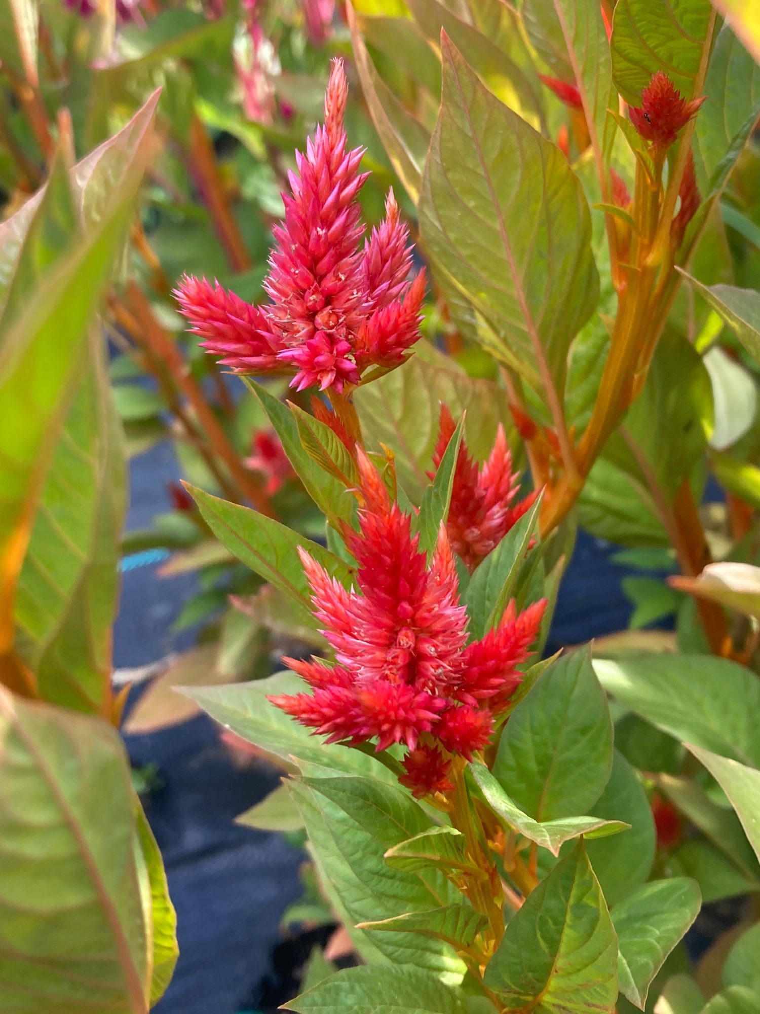 CELOSIA argentea spicata Celway Orange