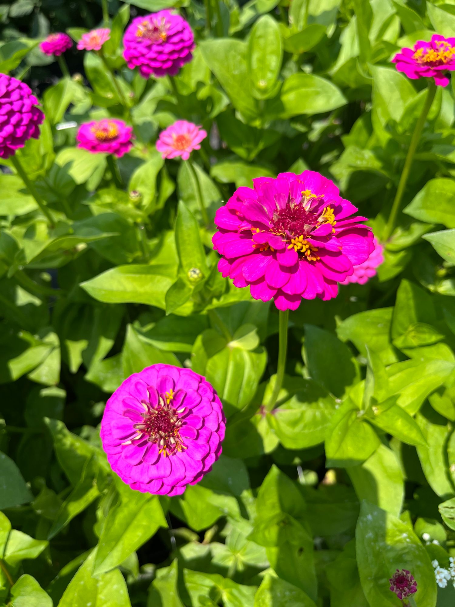 ZINNIA elegans Oklahoma Carmine Rose