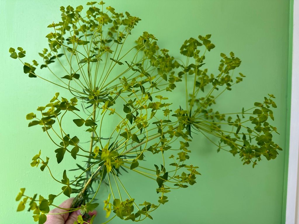 EUPHORBIA stricta Golden Foam