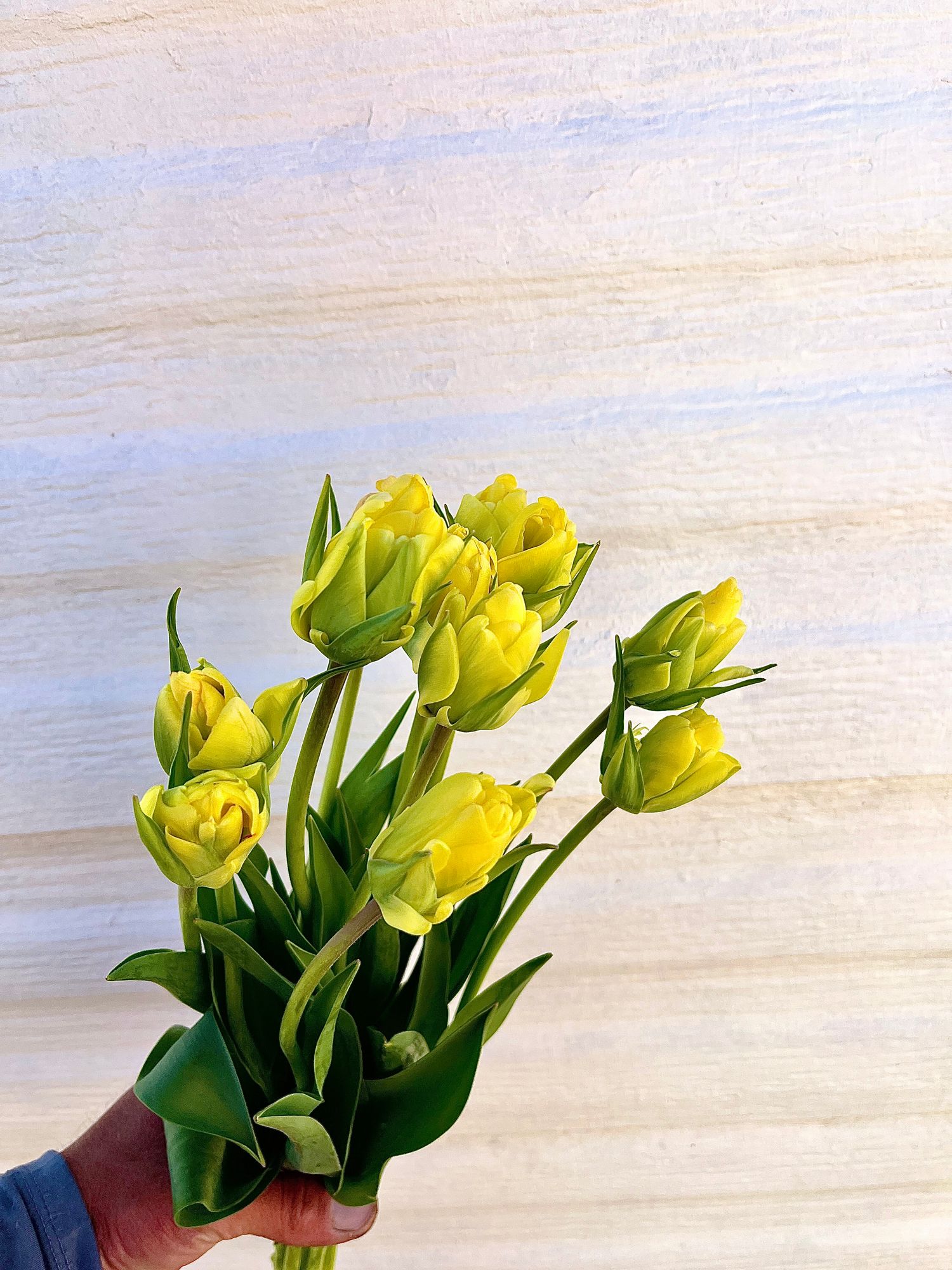 TULIPA Akebono