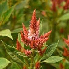 CELOSIA argentea spicata Celway Terracotta