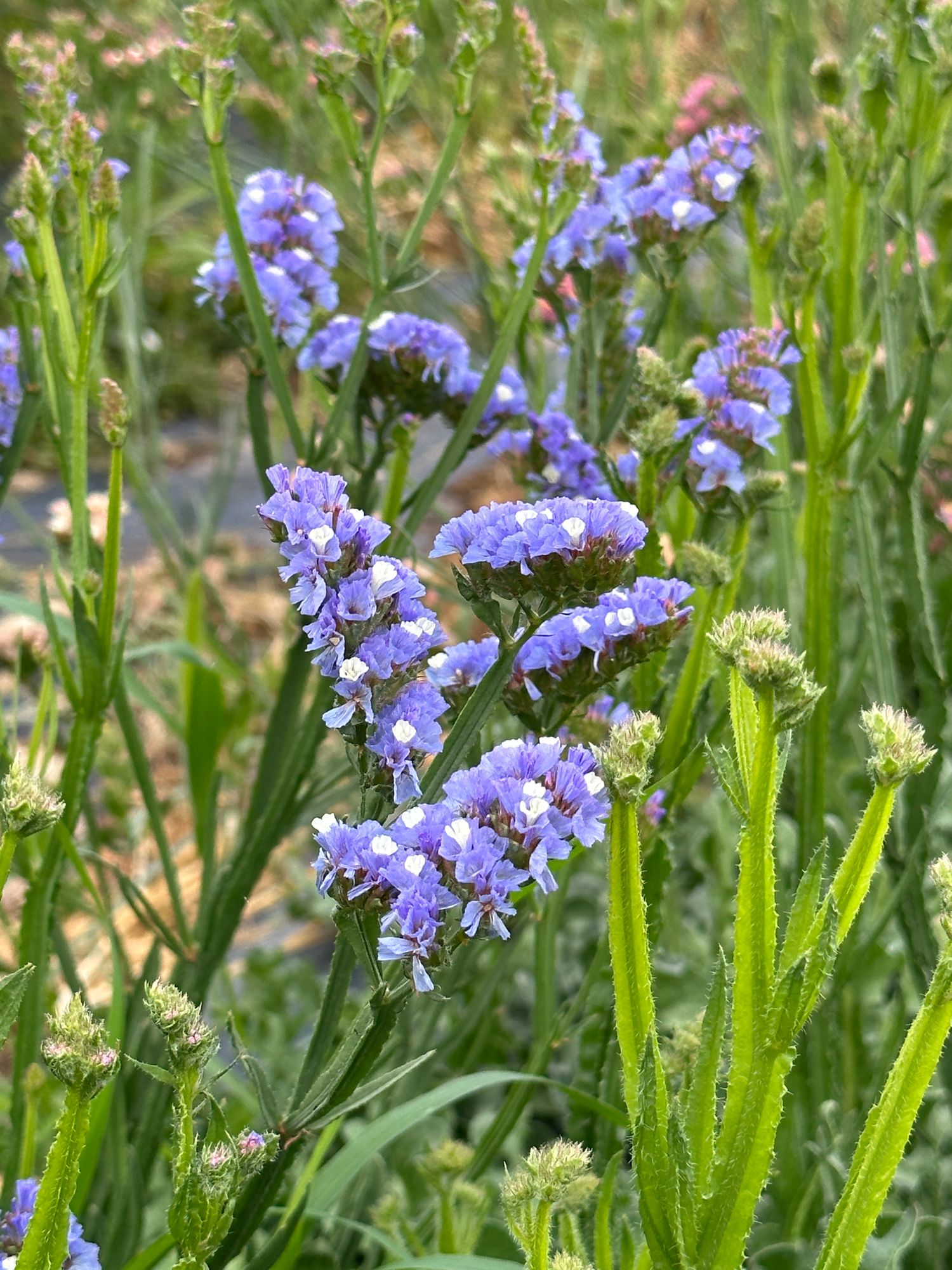 LIMONIUM sinuatum QIS