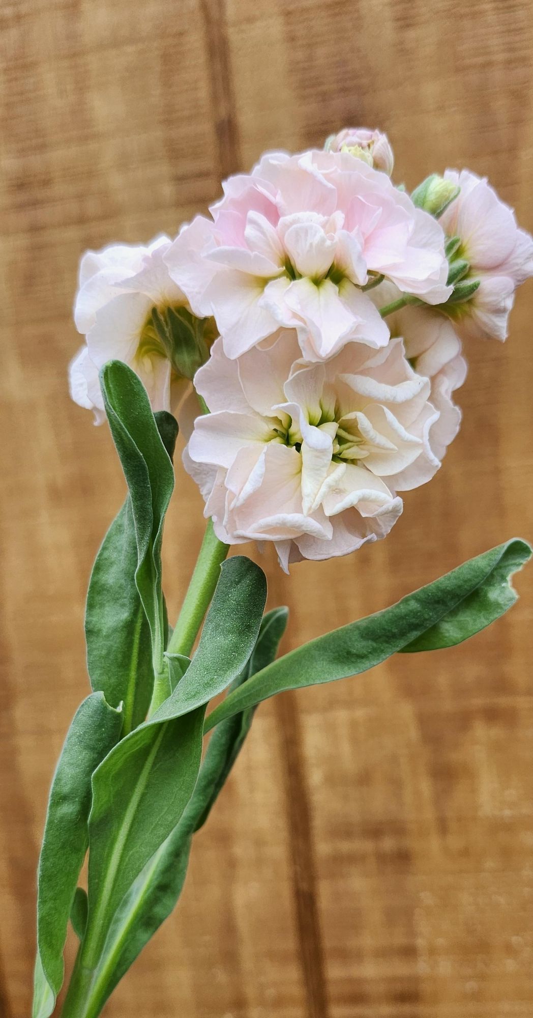 MATTHIOLA incana Quartet