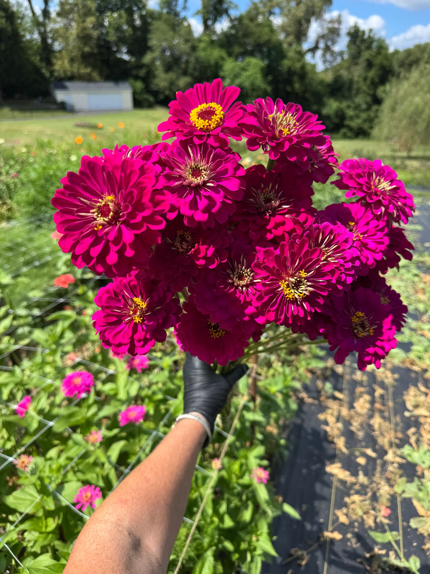 ZINNIA elegans Benarys Giant Wine