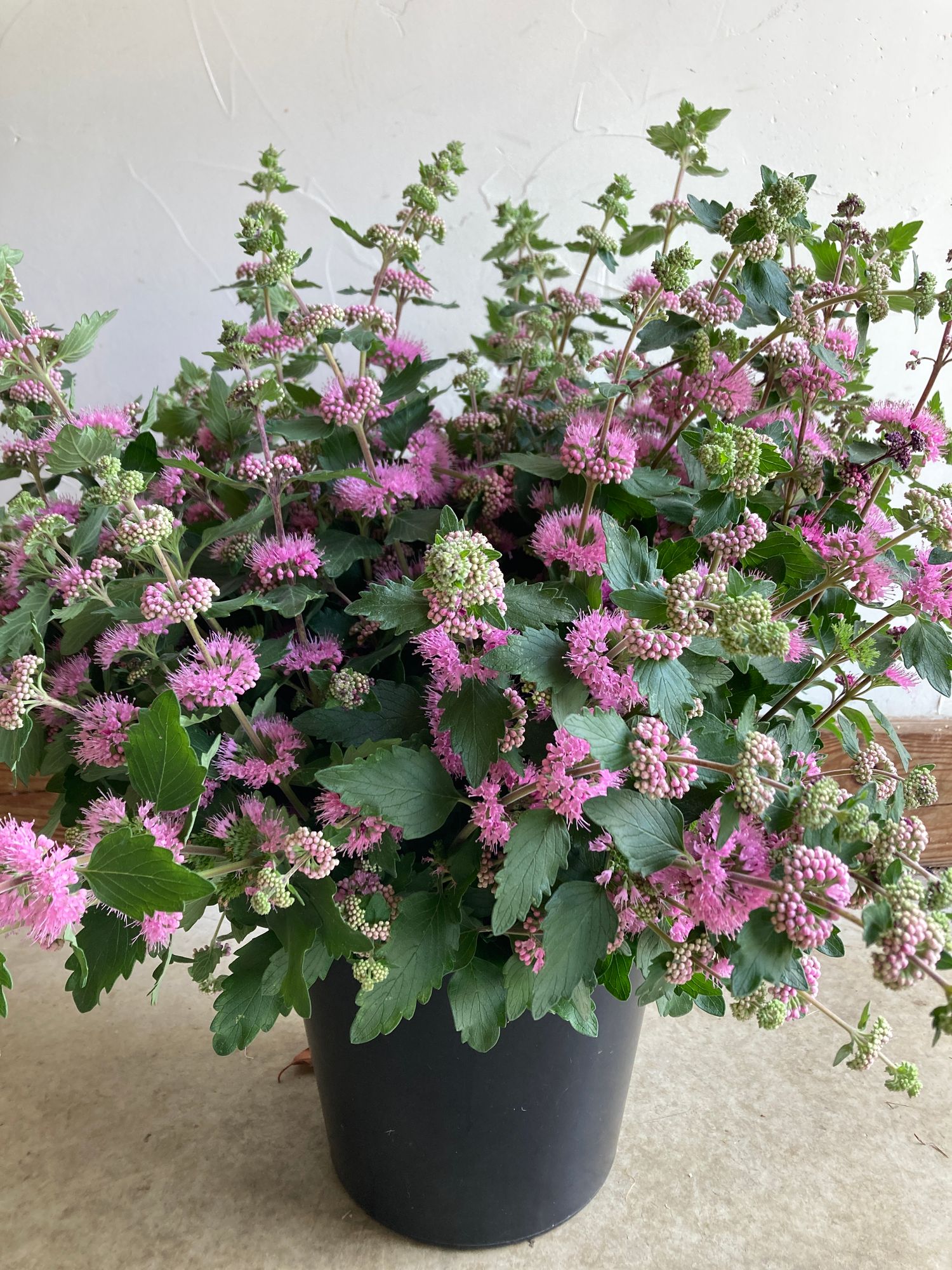 CARYOPTERIS incana Pavilion Pink