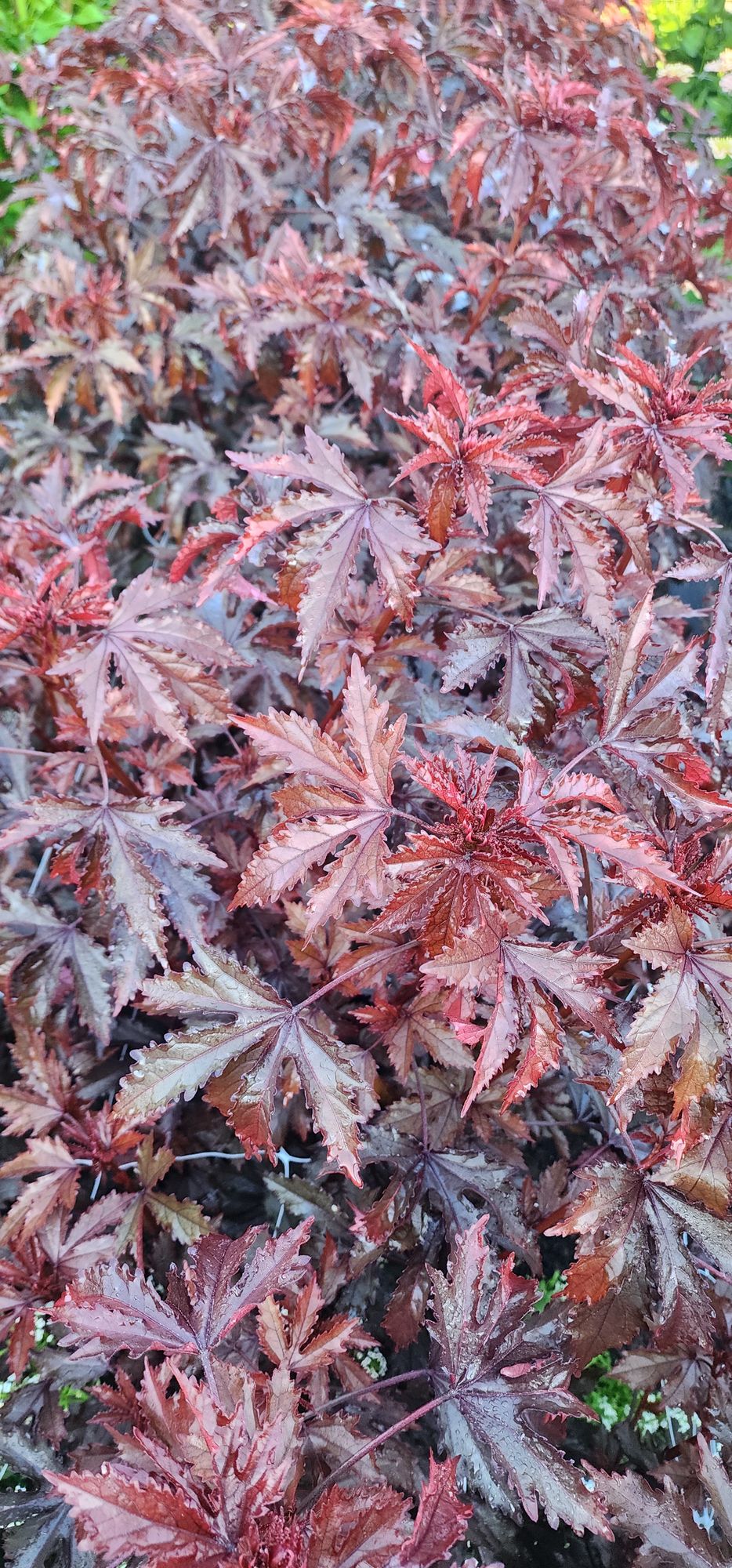 HIBISCUS acetosella