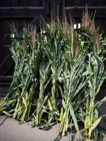 ZEA mays