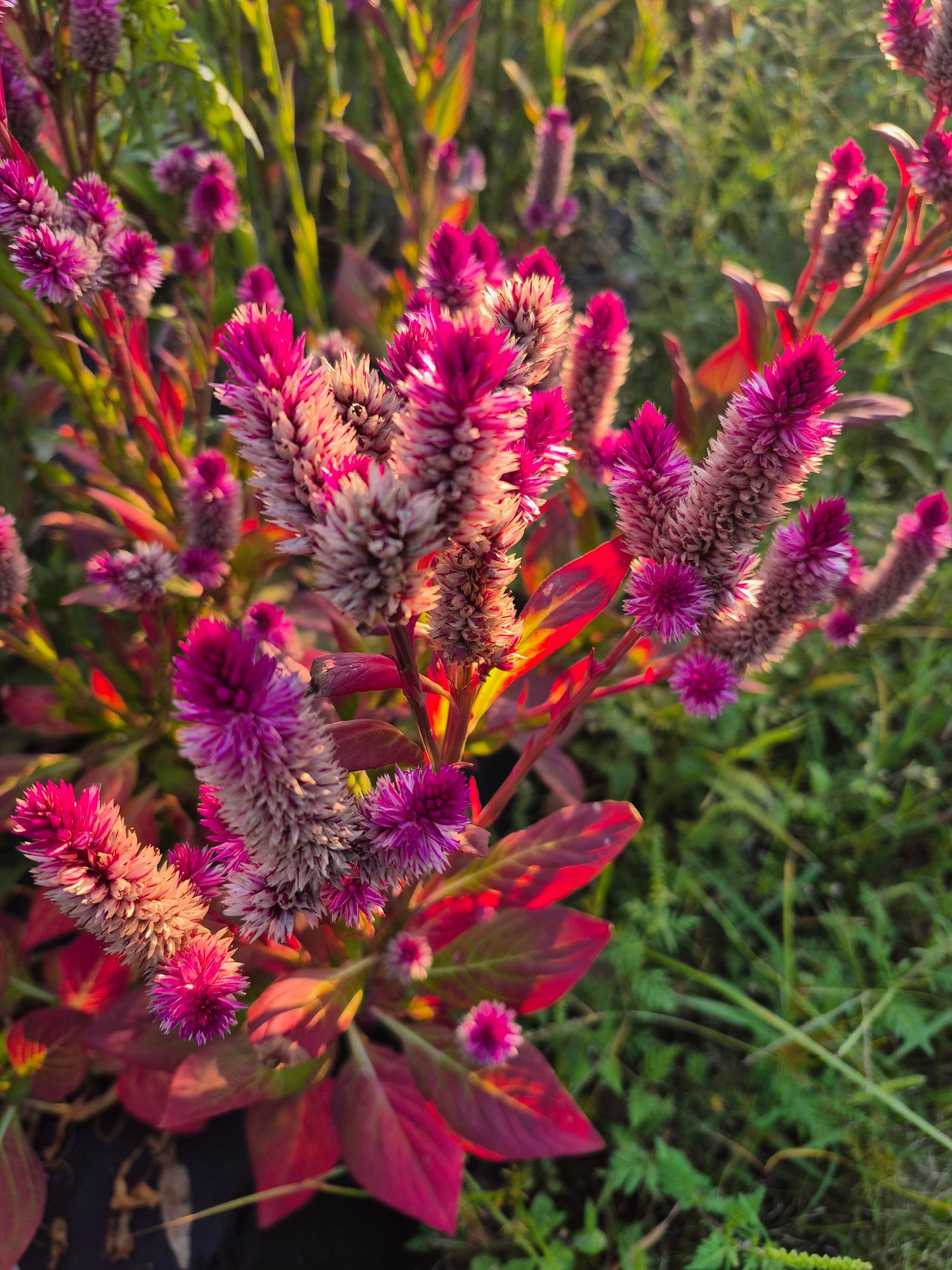 CELOSIA argentea spicata