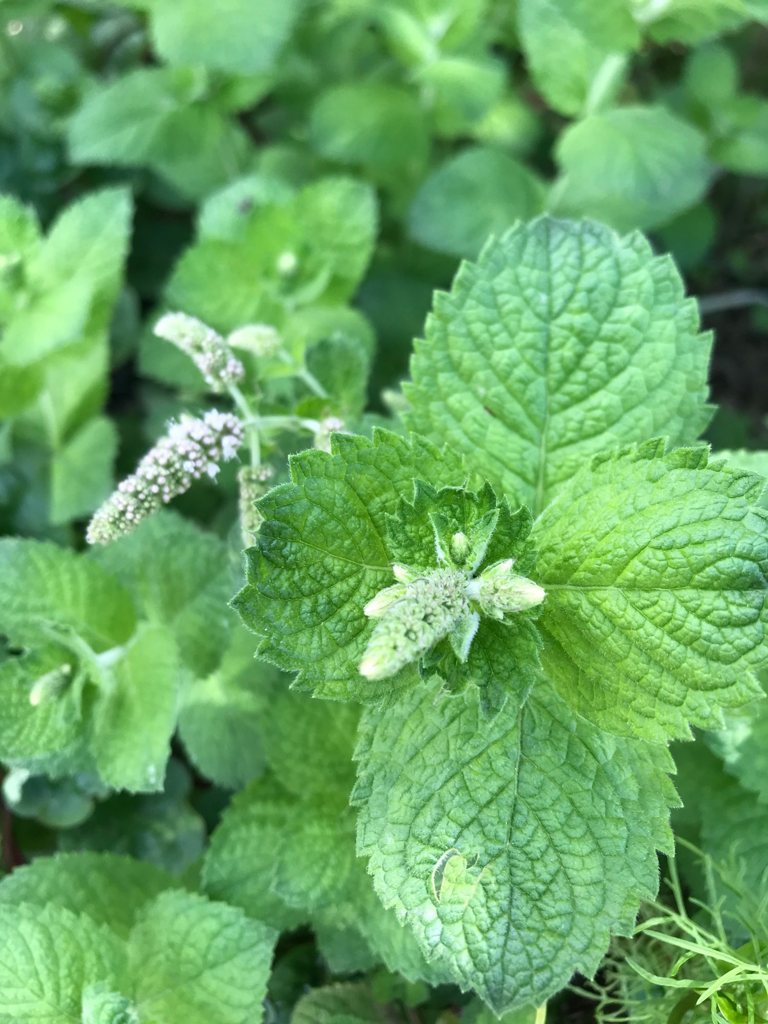 MENTHA suaveolens