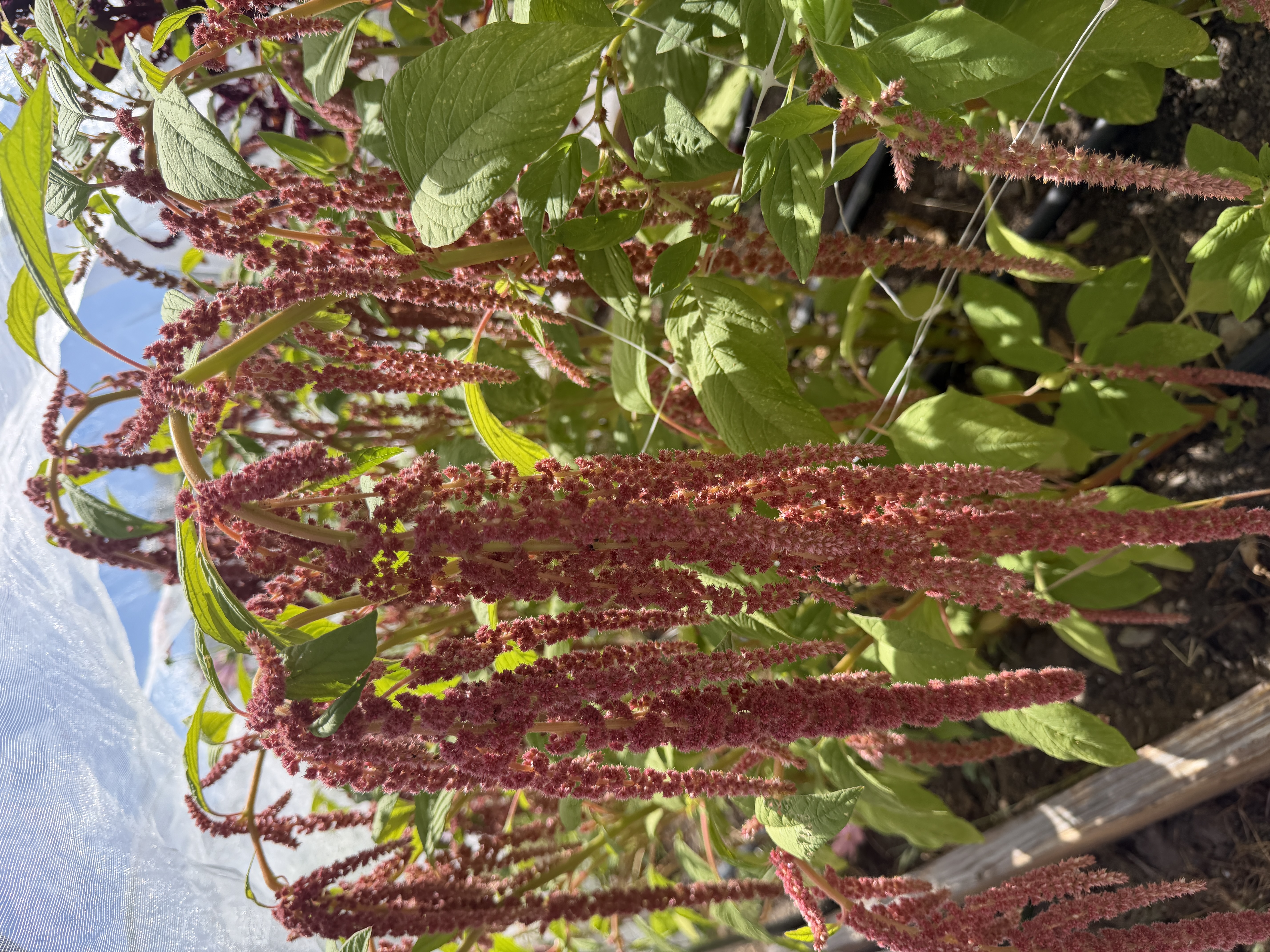 AMARANTHUS caudatus Coral Fountains
