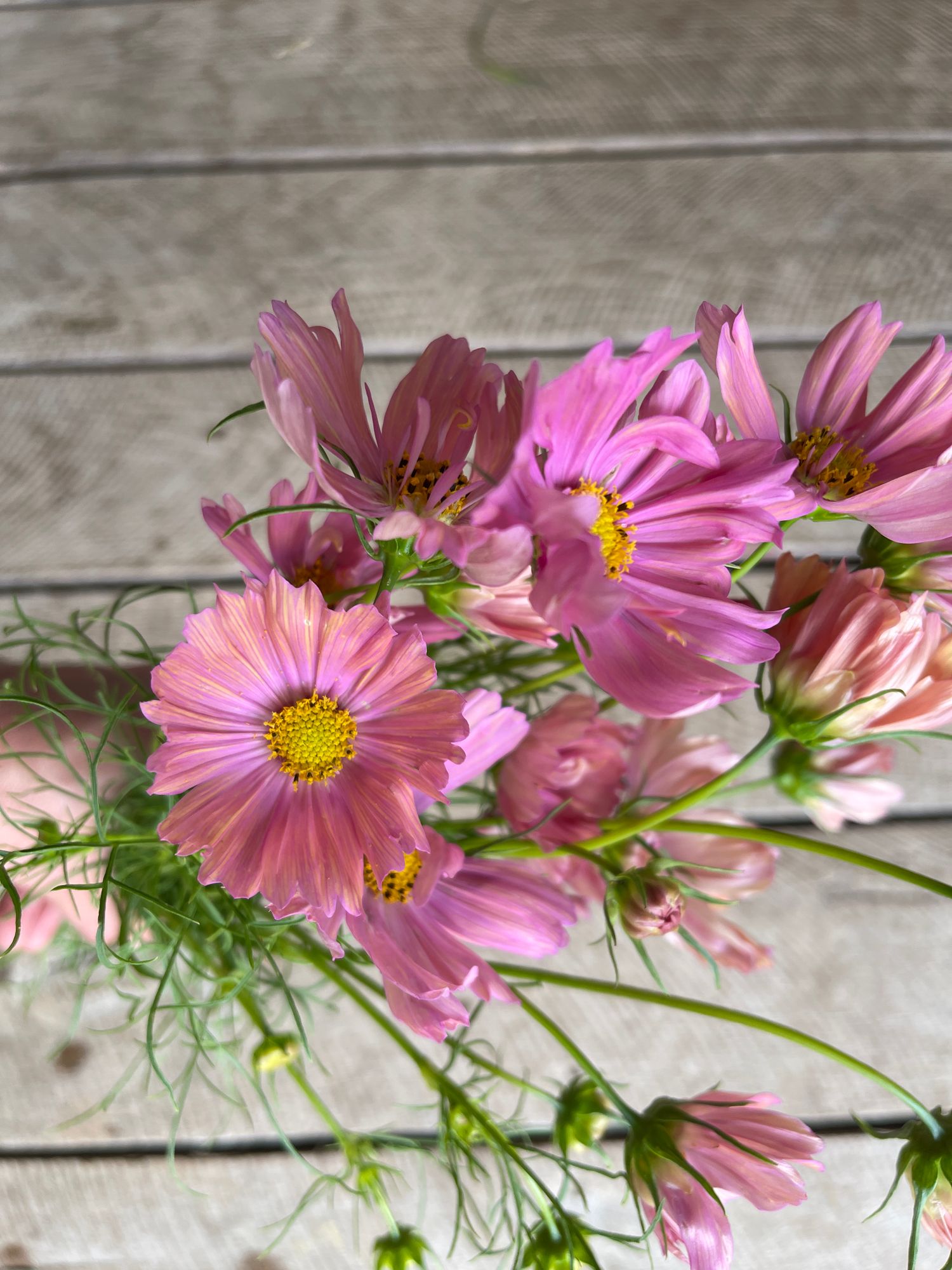 COSMOS bipinnatus Apricotta