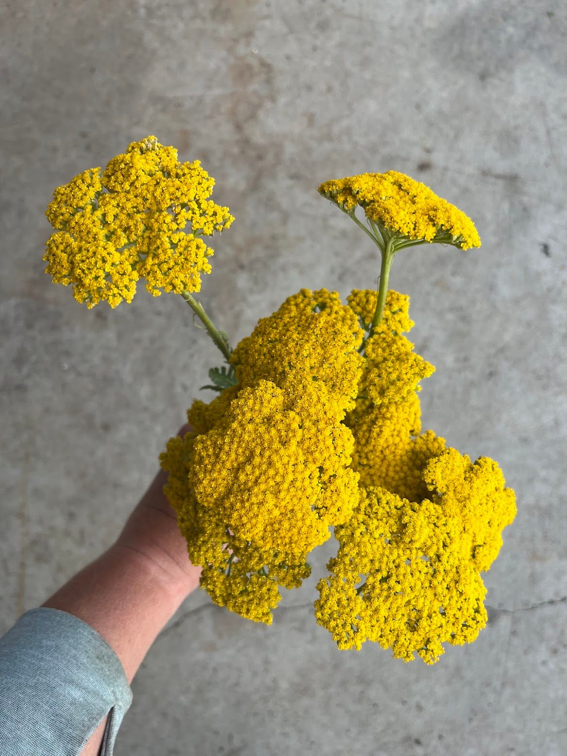 ACHILLEA filipendulina Parker's Variety