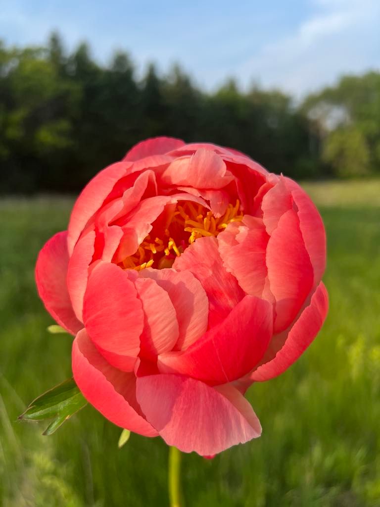 PAEONIA lactiflora Coral Charm