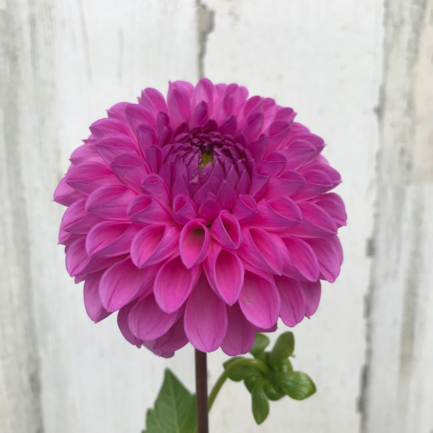 DAHLIA Isabel