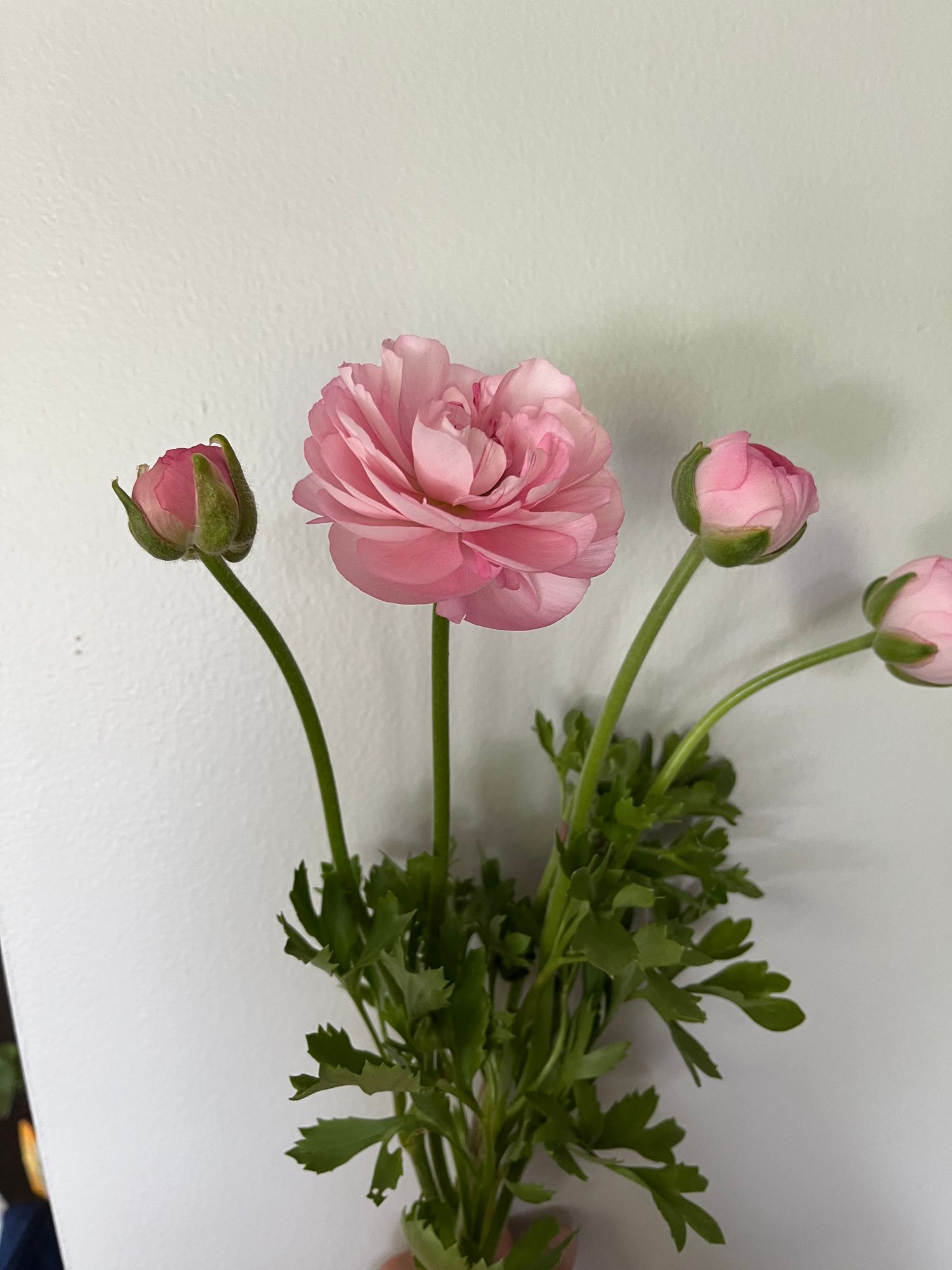 RANUNCULUS Amandine