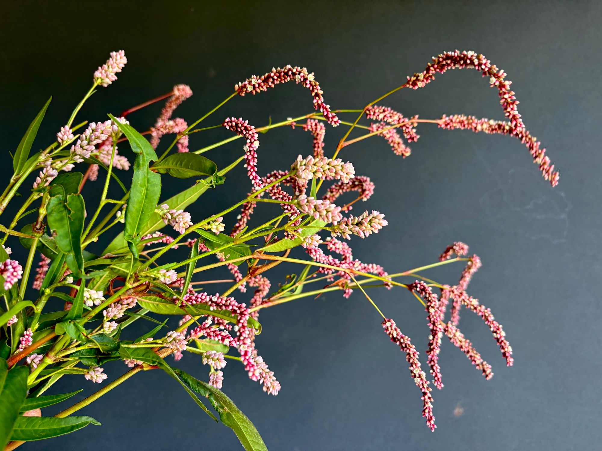 POLYGONUM pensylvanicum