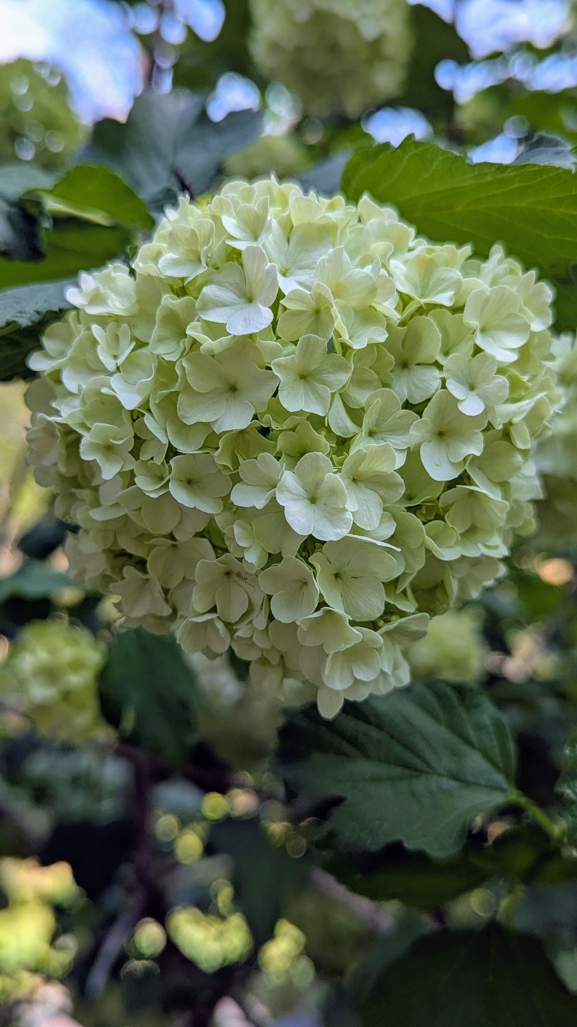 VIBURNUM opulus Roseum