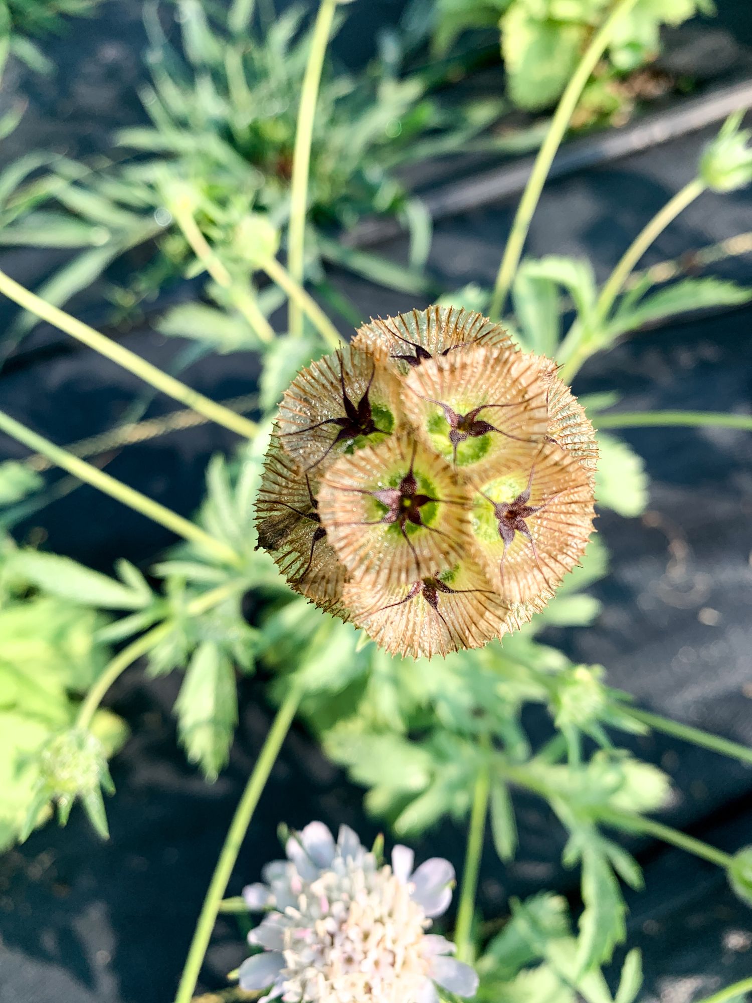 SCABIOSA stellata