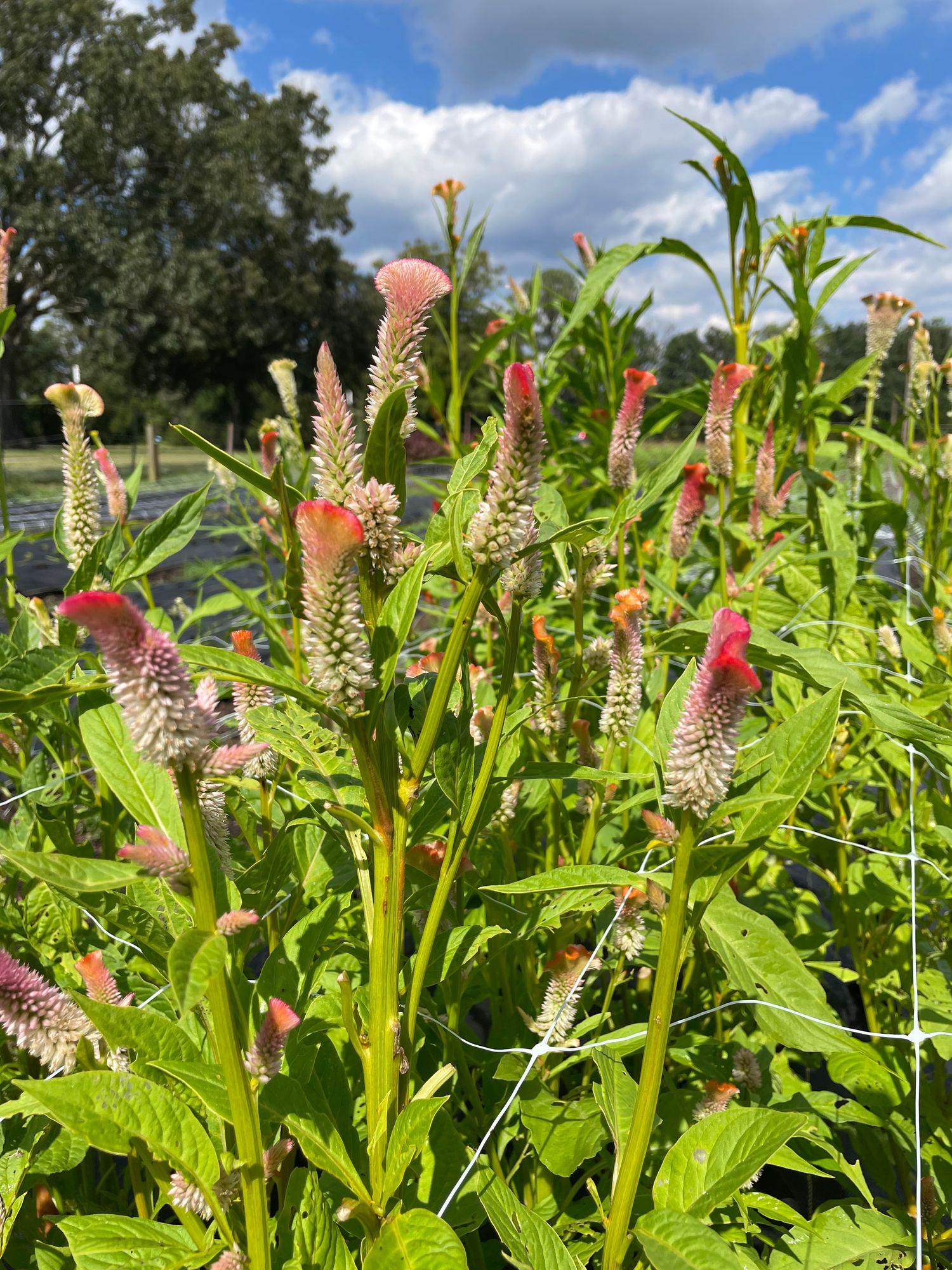 CELOSIA argentea var. plumosa Coral Reef