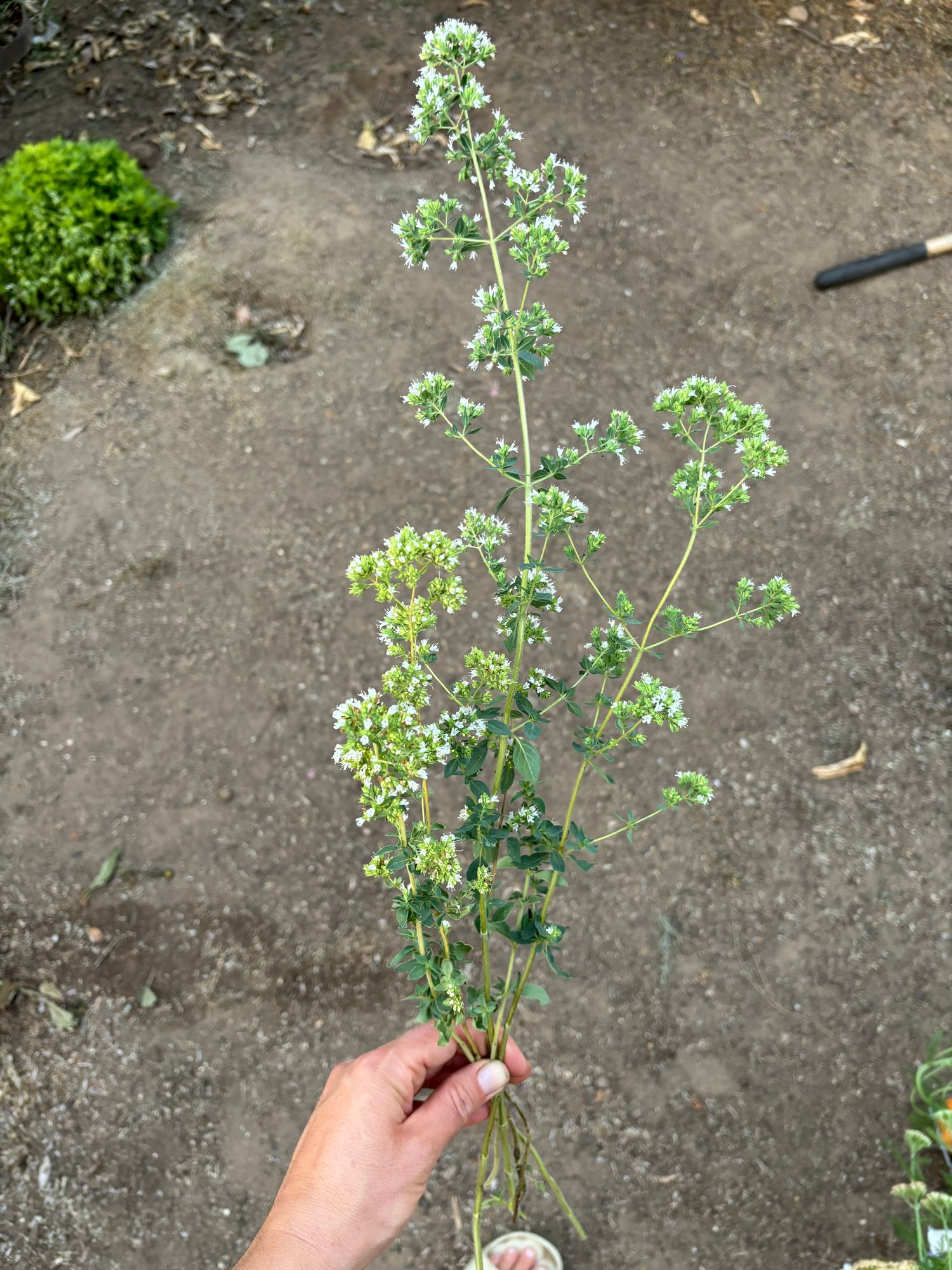 ORIGANUM vulgare ssp. hirtum