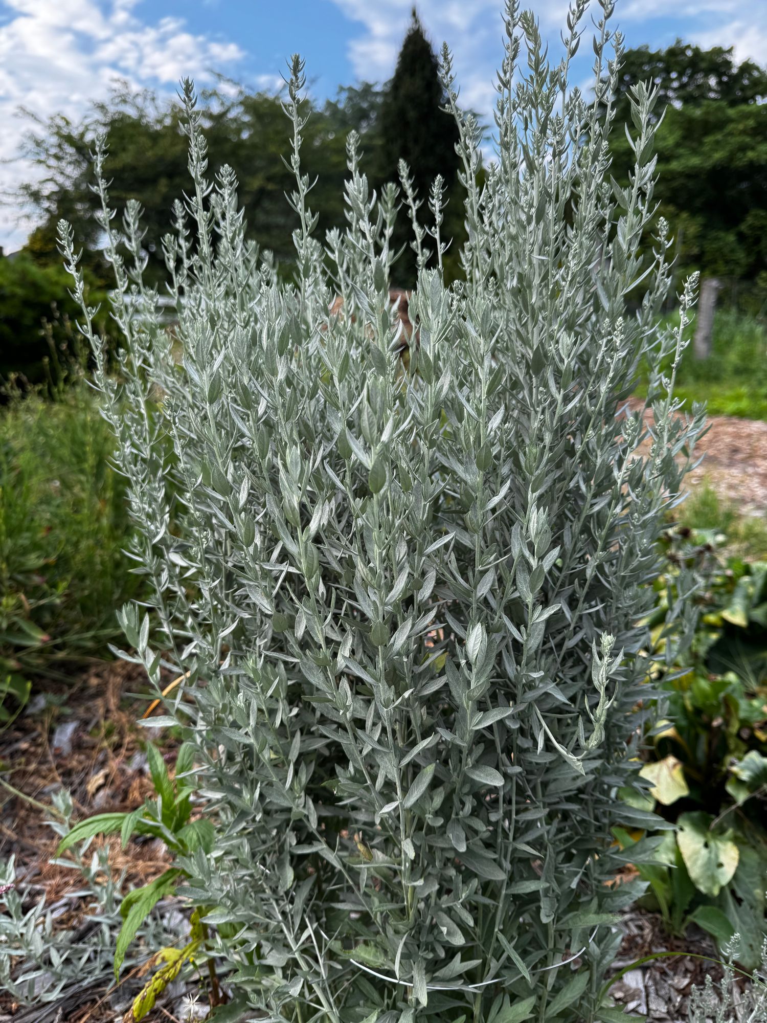 ARTEMISIA ludoviciana