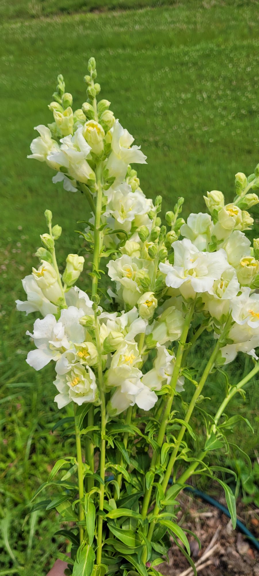 ANTIRRHINUM majus Madame Butterfly Ivory