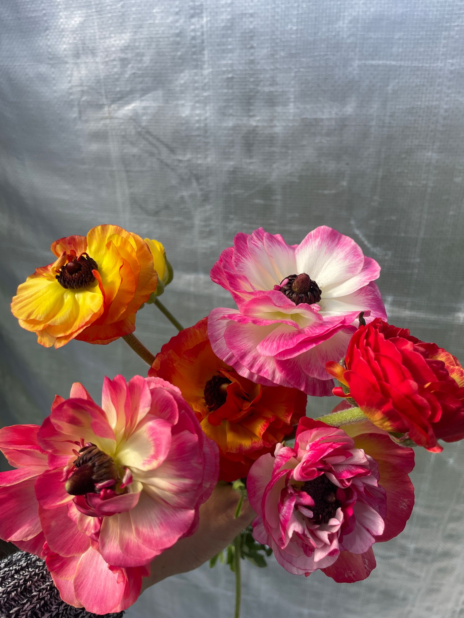 RANUNCULUS Tecolote Picotee
