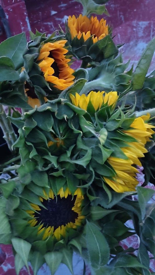 Bagdad Blooms Banner