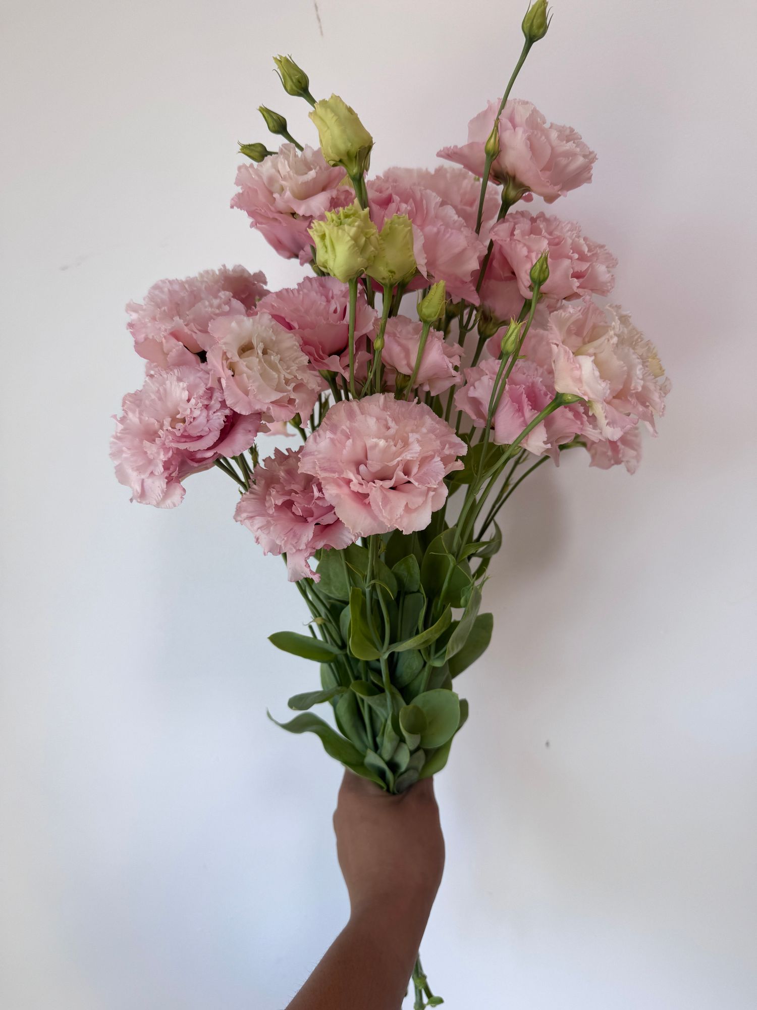 EUSTOMA grandiflorum Voyage Pink