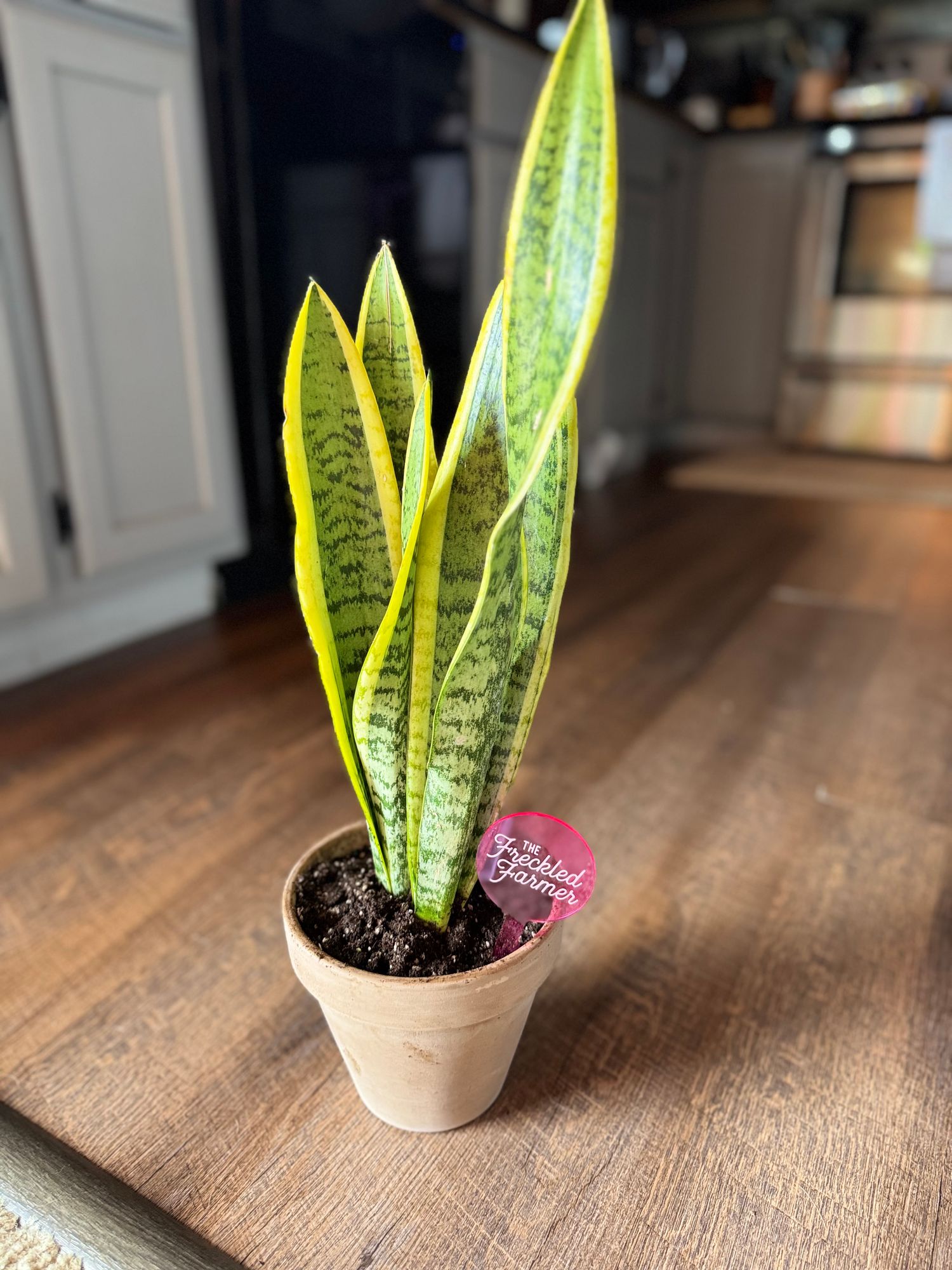 Snake Plant (laurentii)