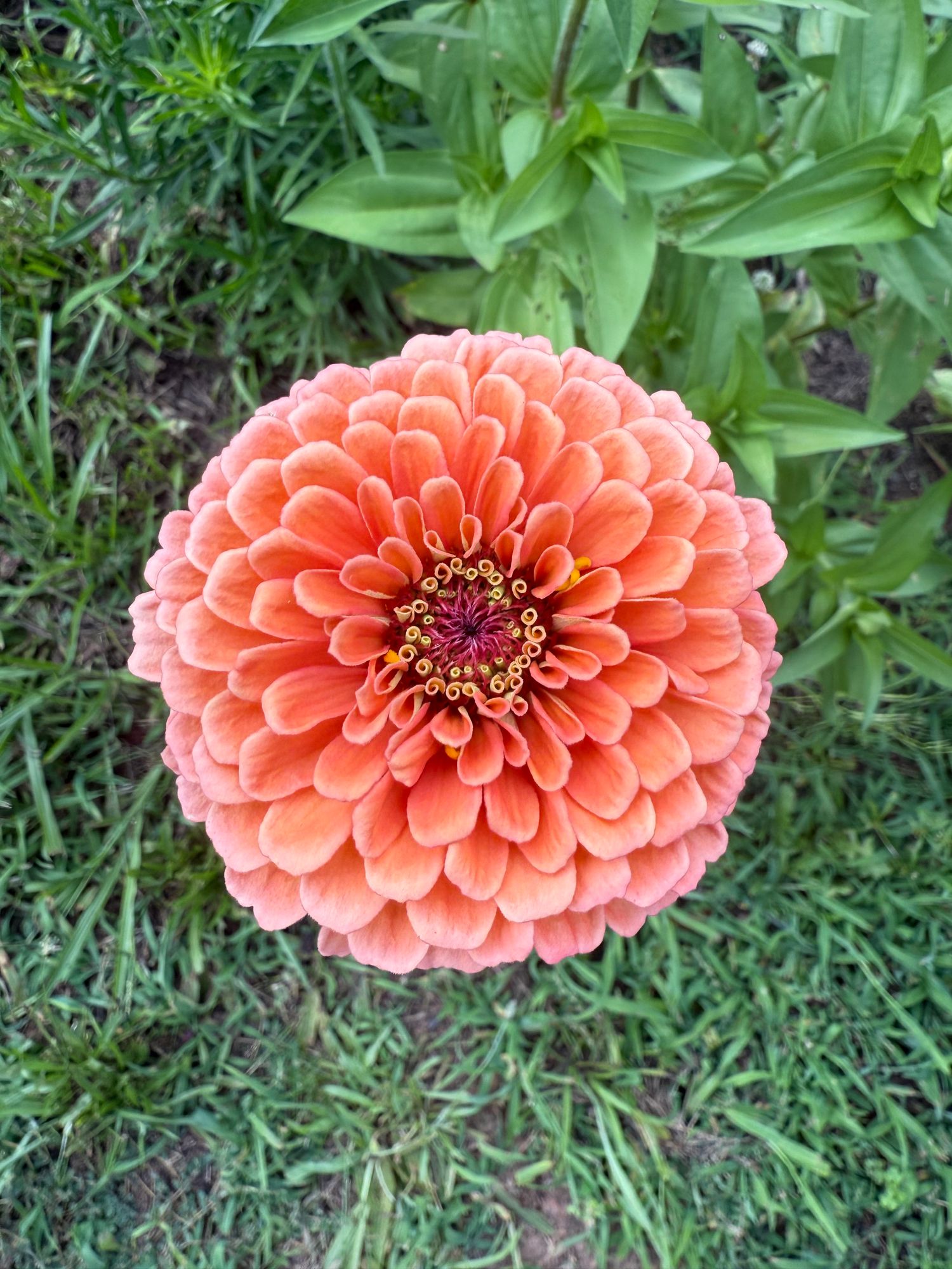 ZINNIA elegans Benarys Giant Salmon Rose
