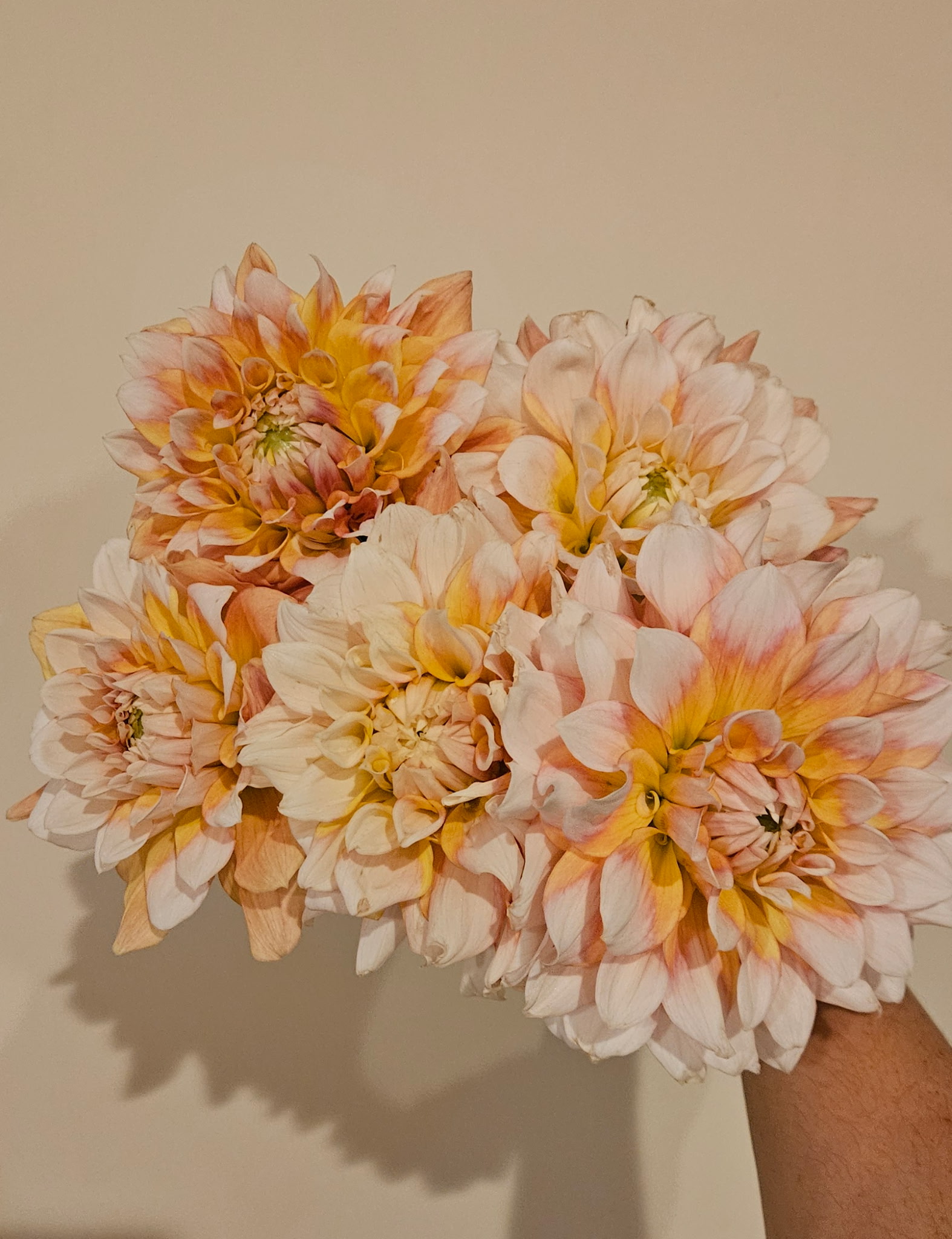 DAHLIA Seattle