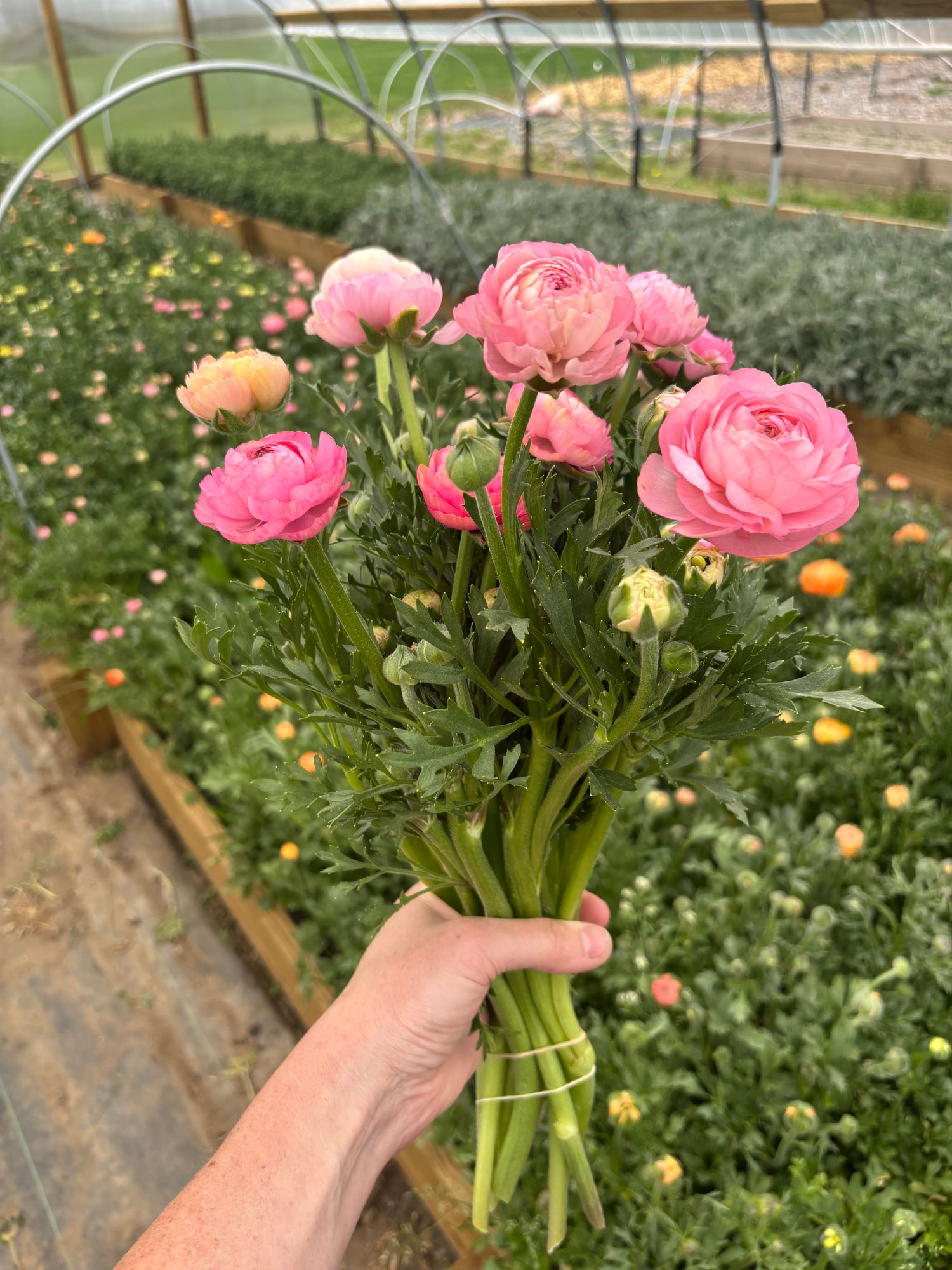 RANUNCULUS Amandine Pastel Pink
