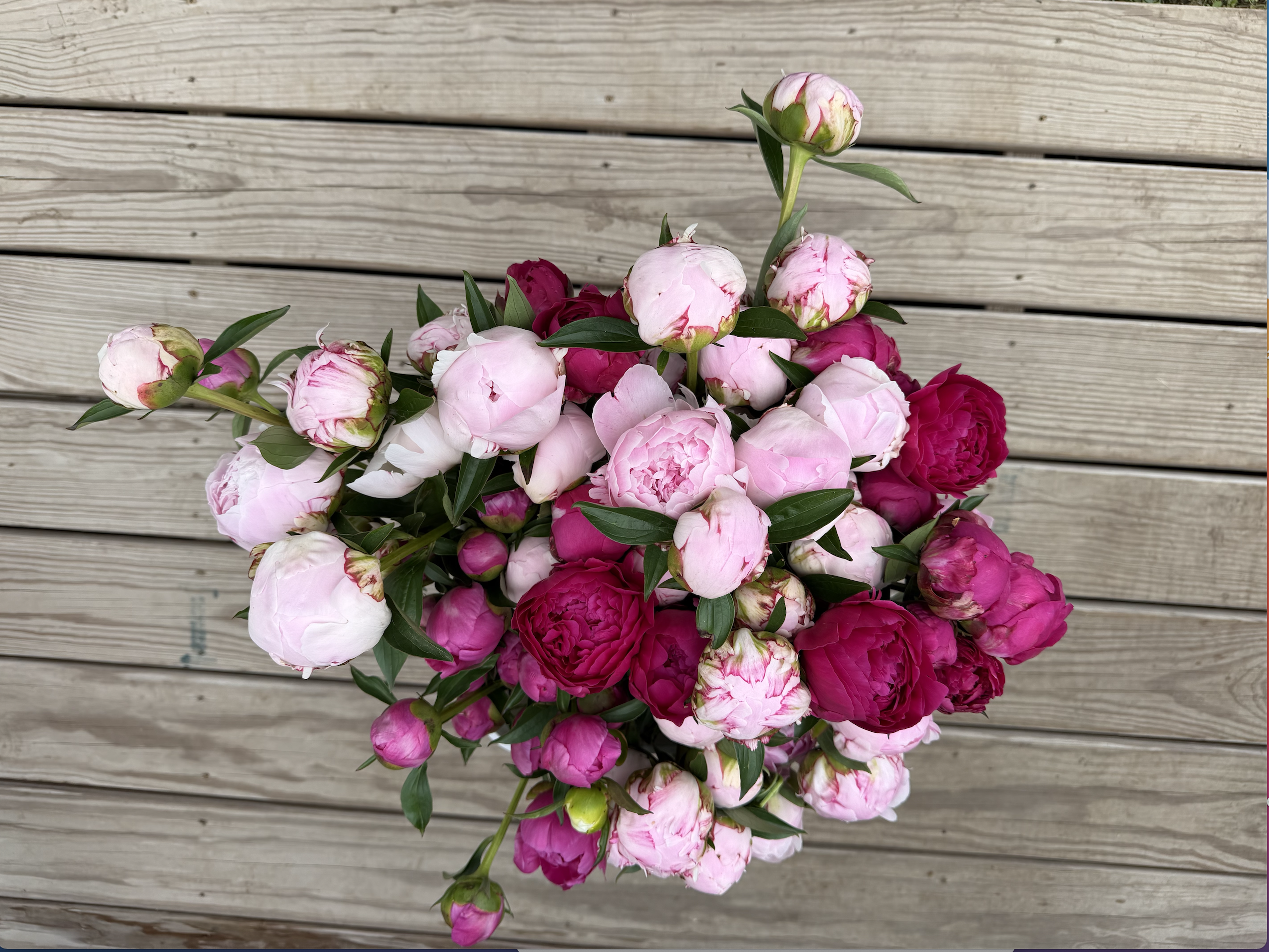 PAEONIA