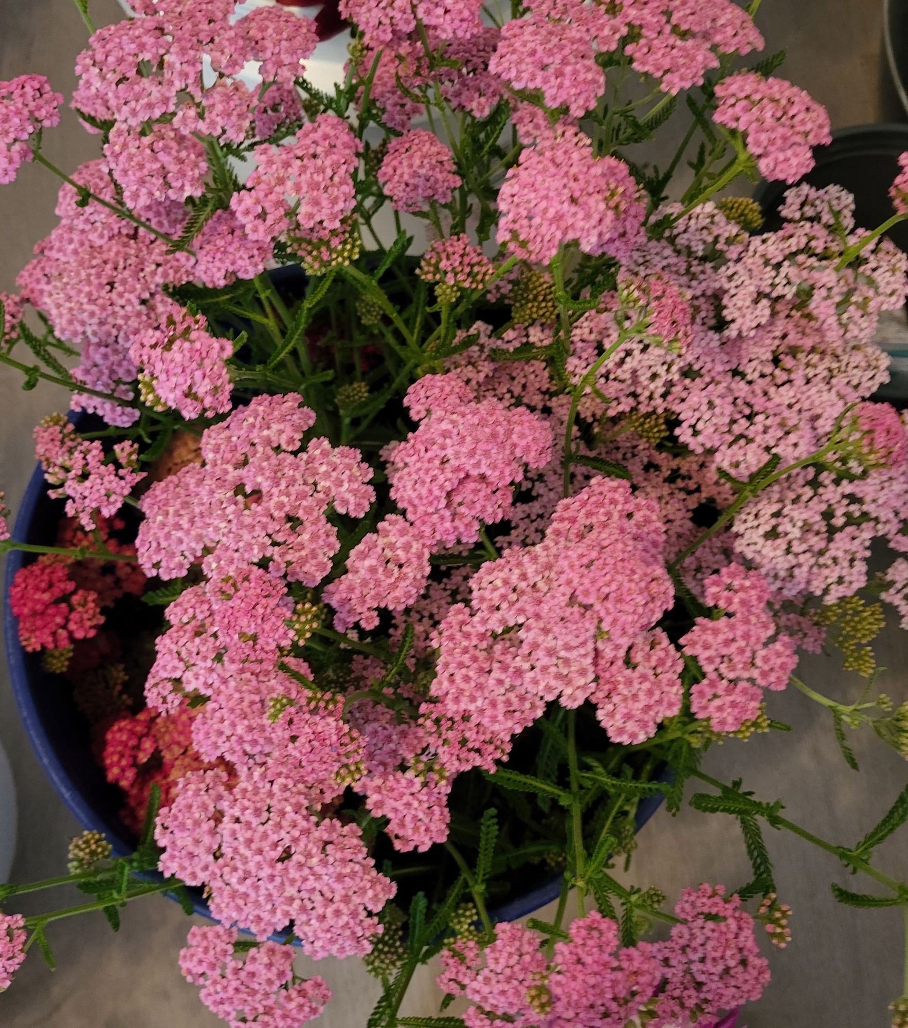 ACHILLEA millefolium Skysail Bright Pink