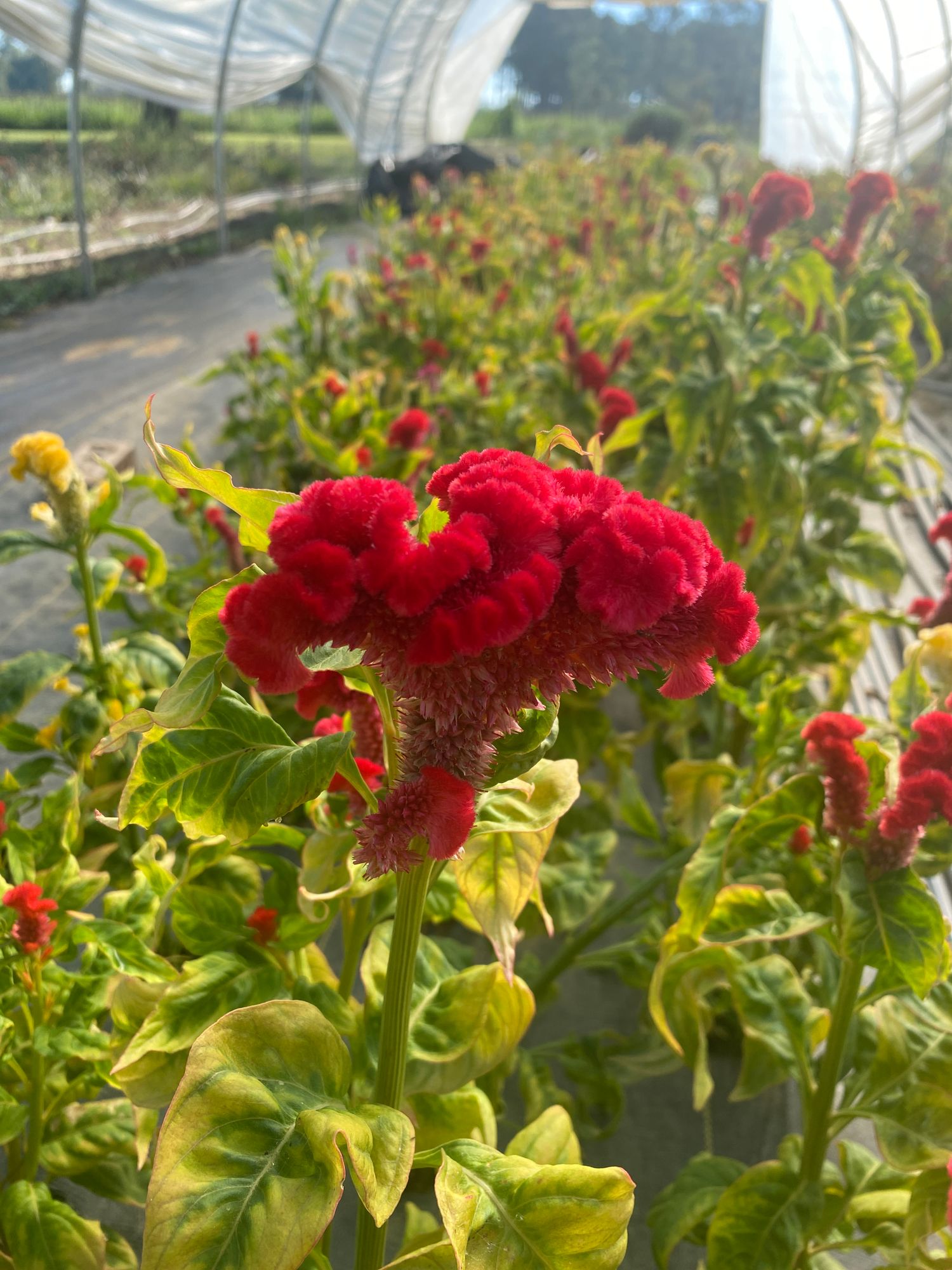 CELOSIA argentea var. cristata Kurume