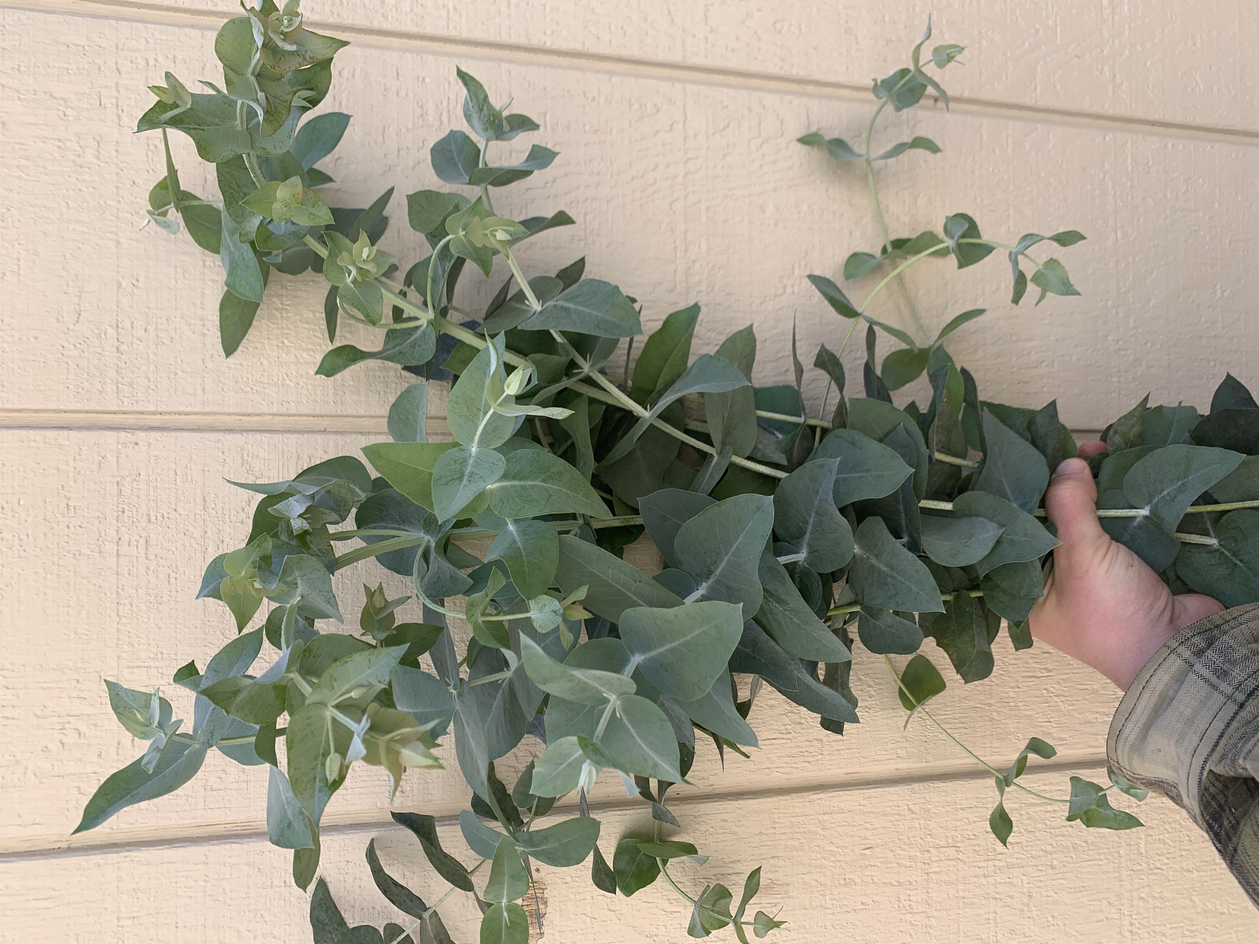 EUCALYPTUS