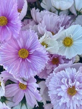 COSMOS bipinnatus Cupcakes Blush