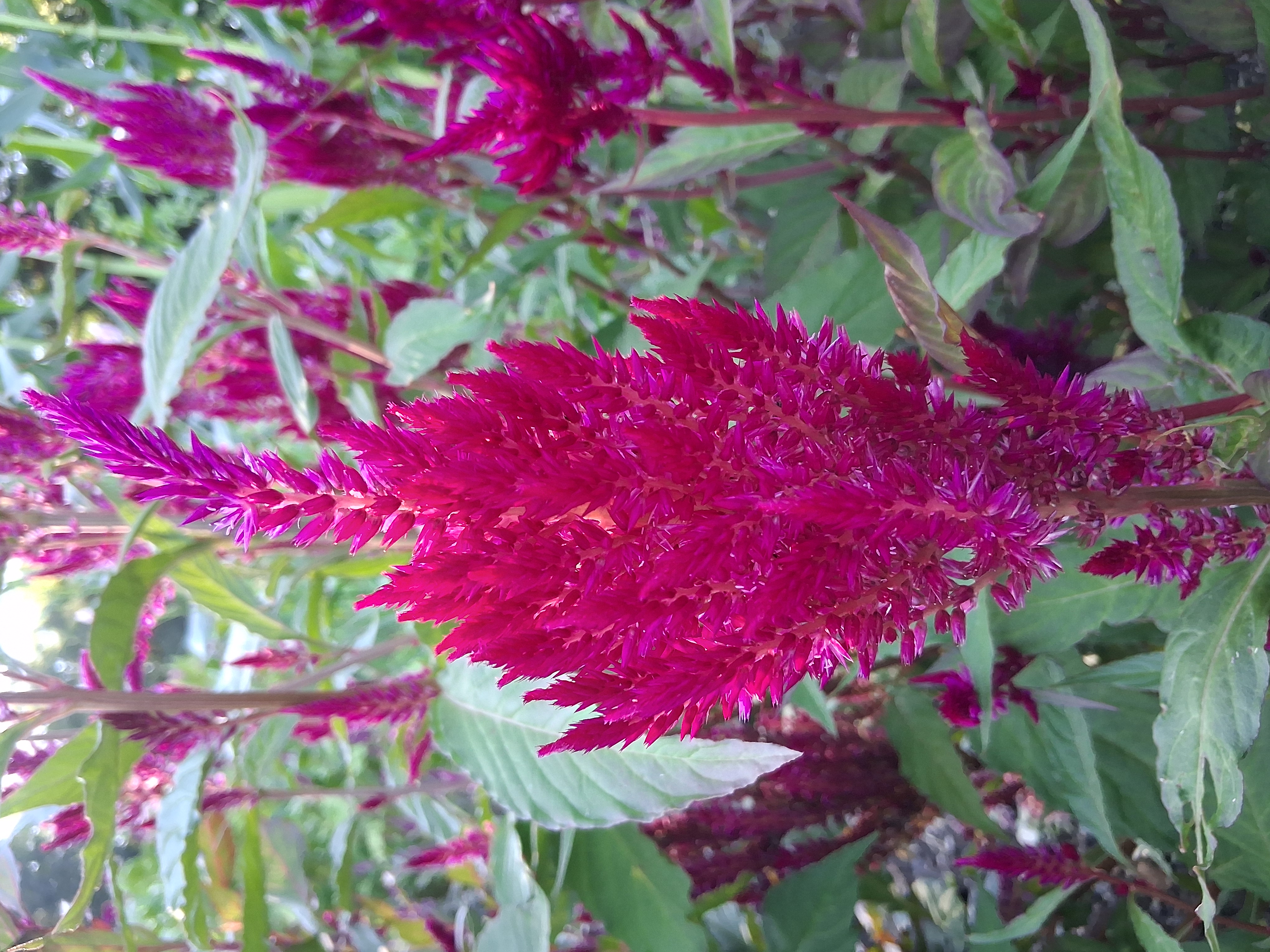 CELOSIA argentea var. plumosa