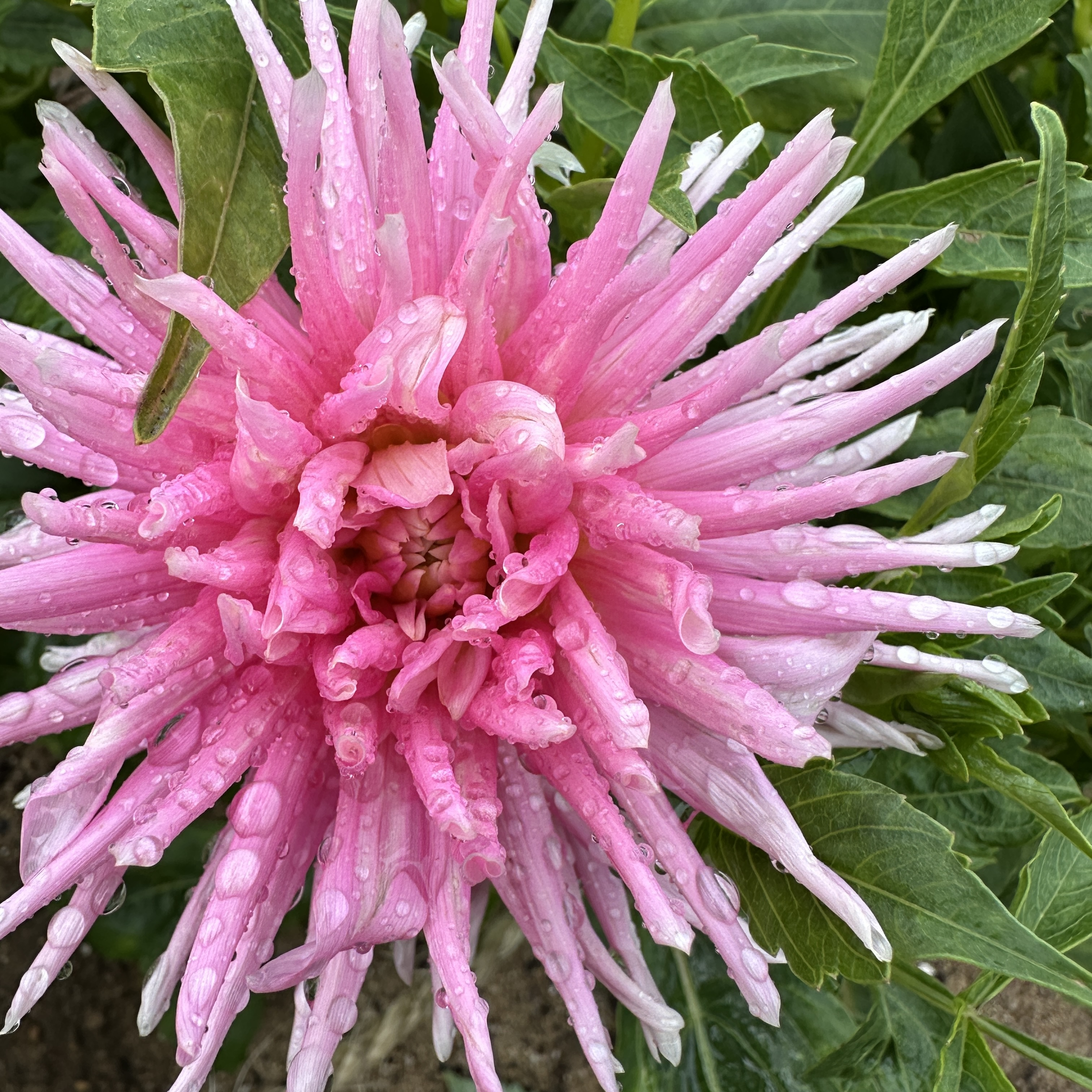 DAHLIA Decorative