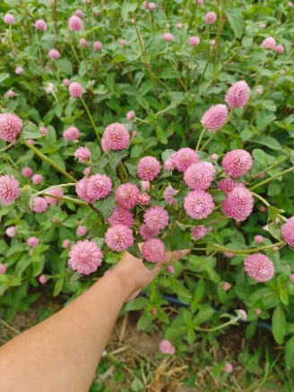 GOMPHRENA haageana QIS Pink