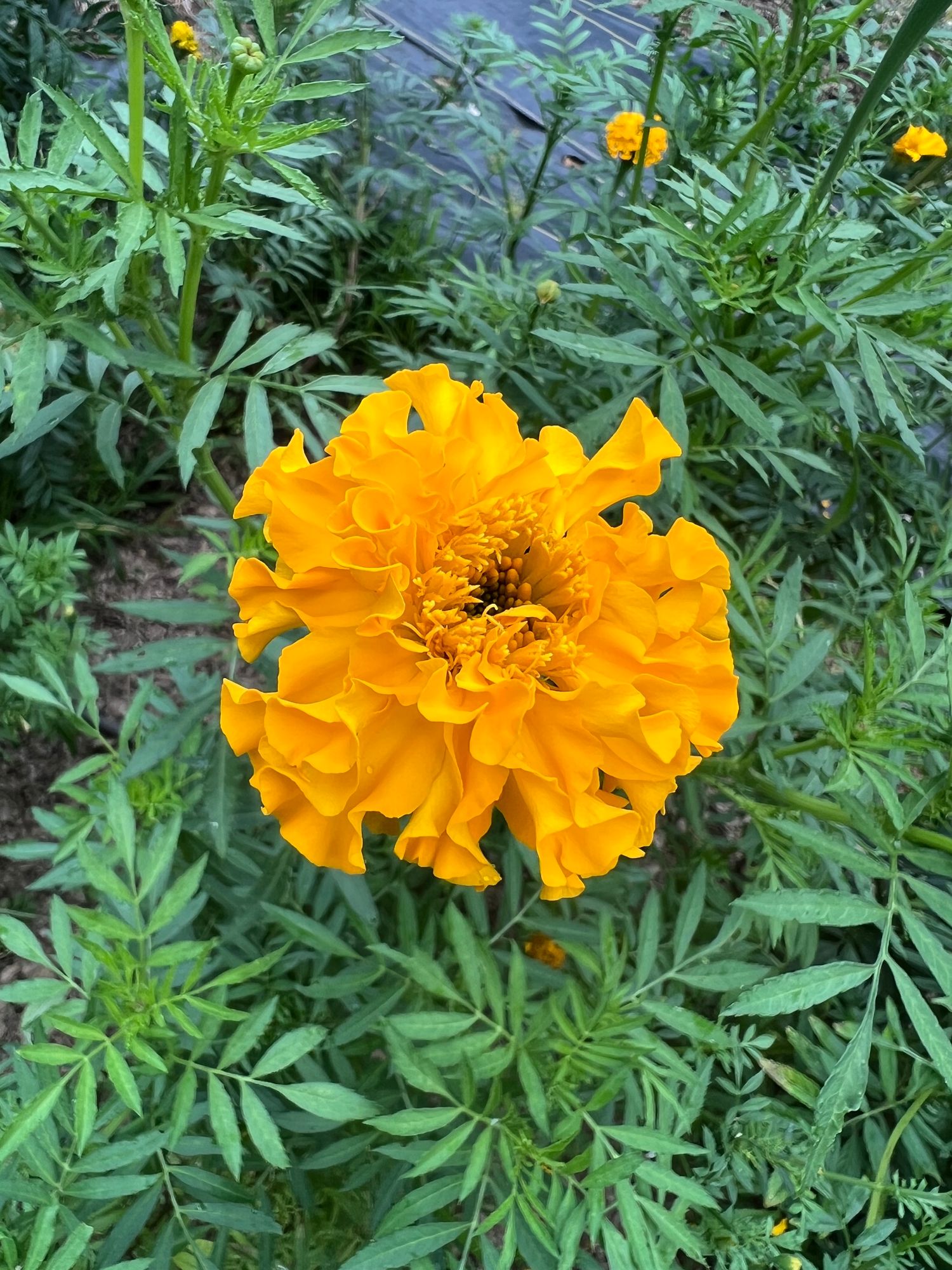 TAGETES erecta Jedi Gold