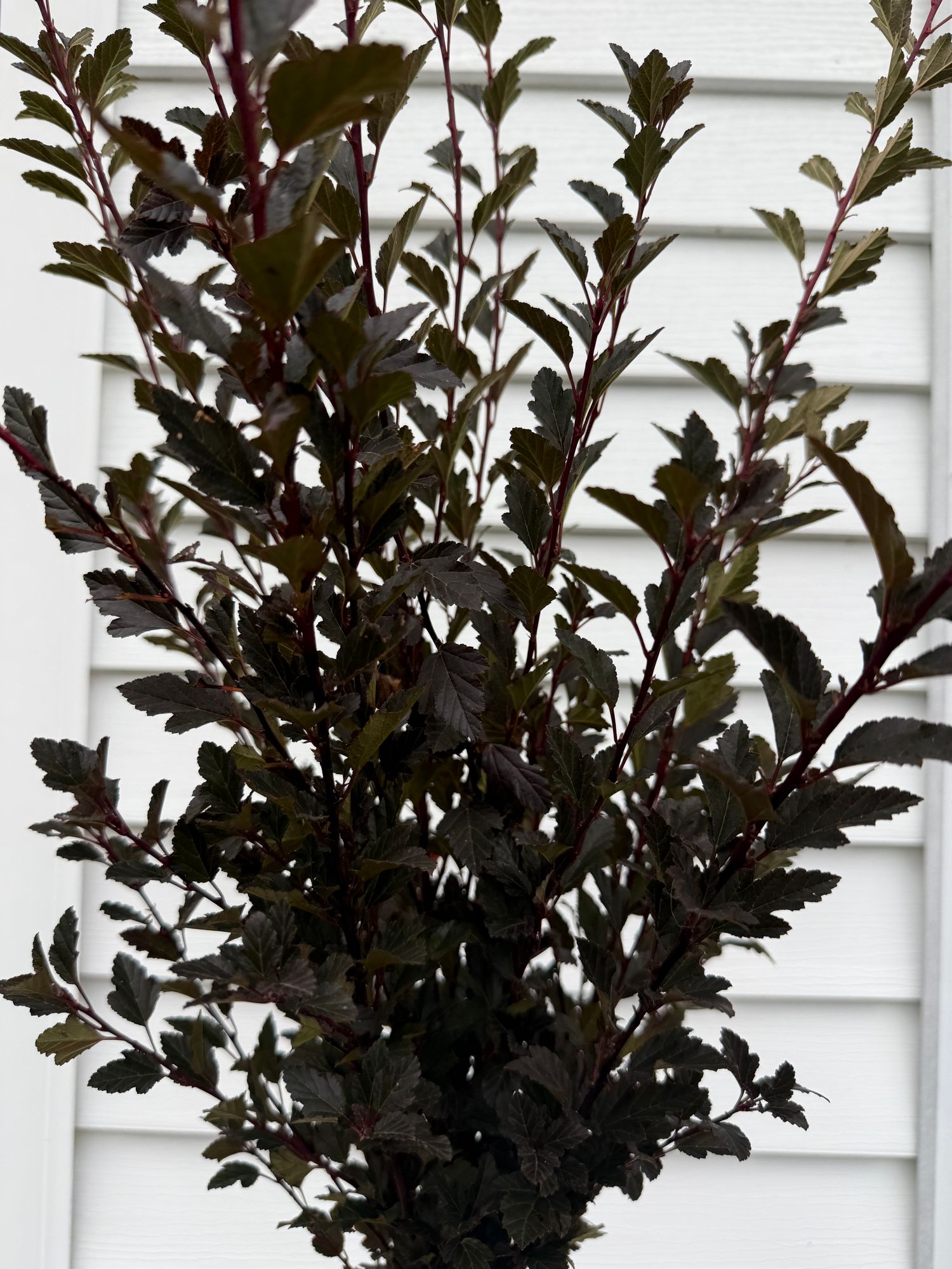 PHYSOCARPUS opulifolius Tiny Wine